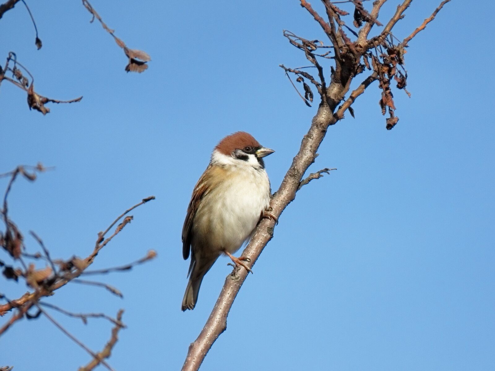 Canon PowerShot SX70 HS sample photo. Animal, sky, forest photography