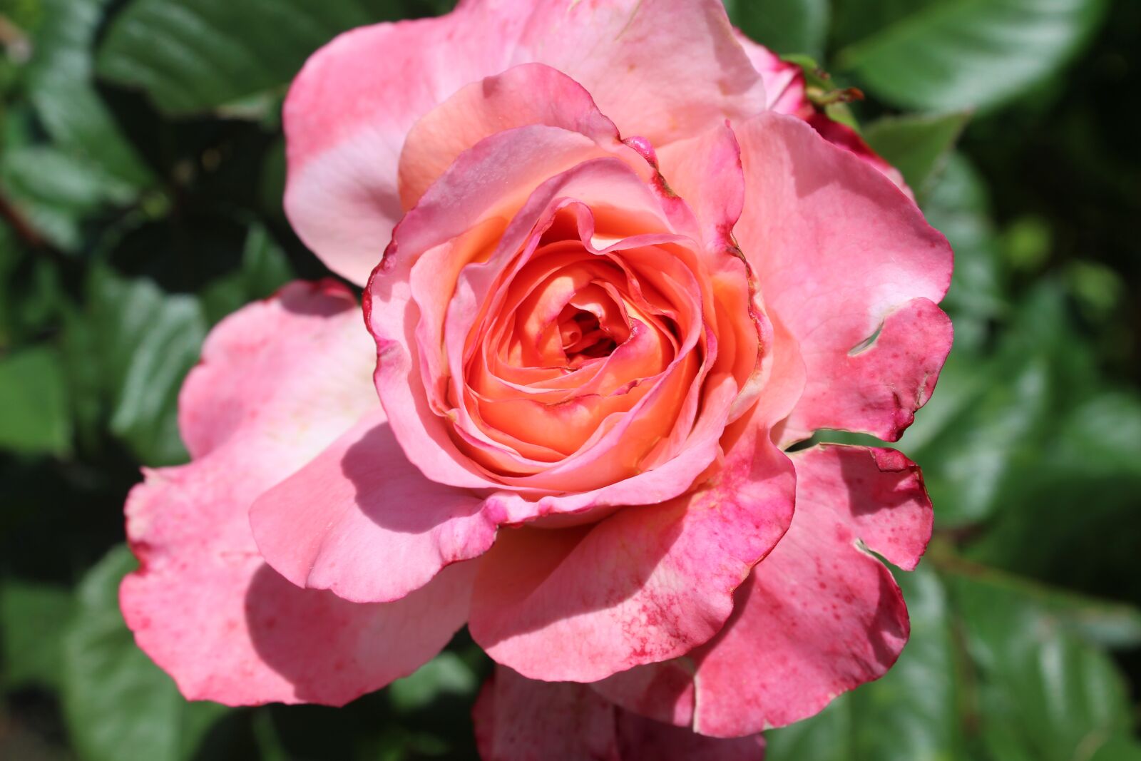 Canon EOS 1300D (EOS Rebel T6 / EOS Kiss X80) sample photo. Rose, pink, valentine's day photography