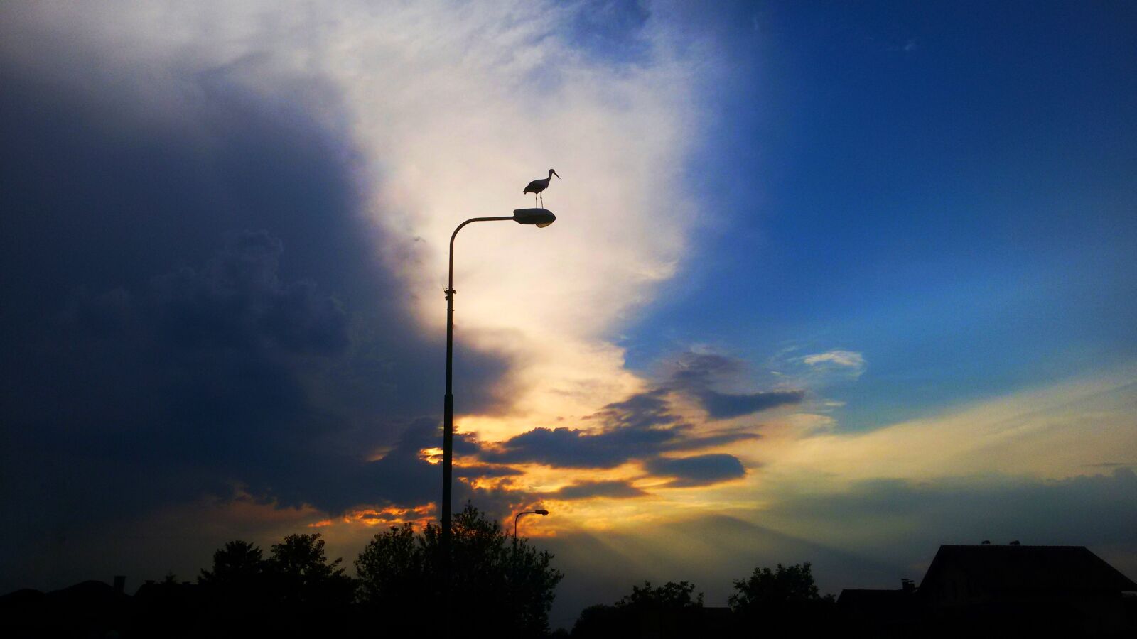 Samsung Galaxy S3 Neo sample photo. Bird, cloud's, sunset photography