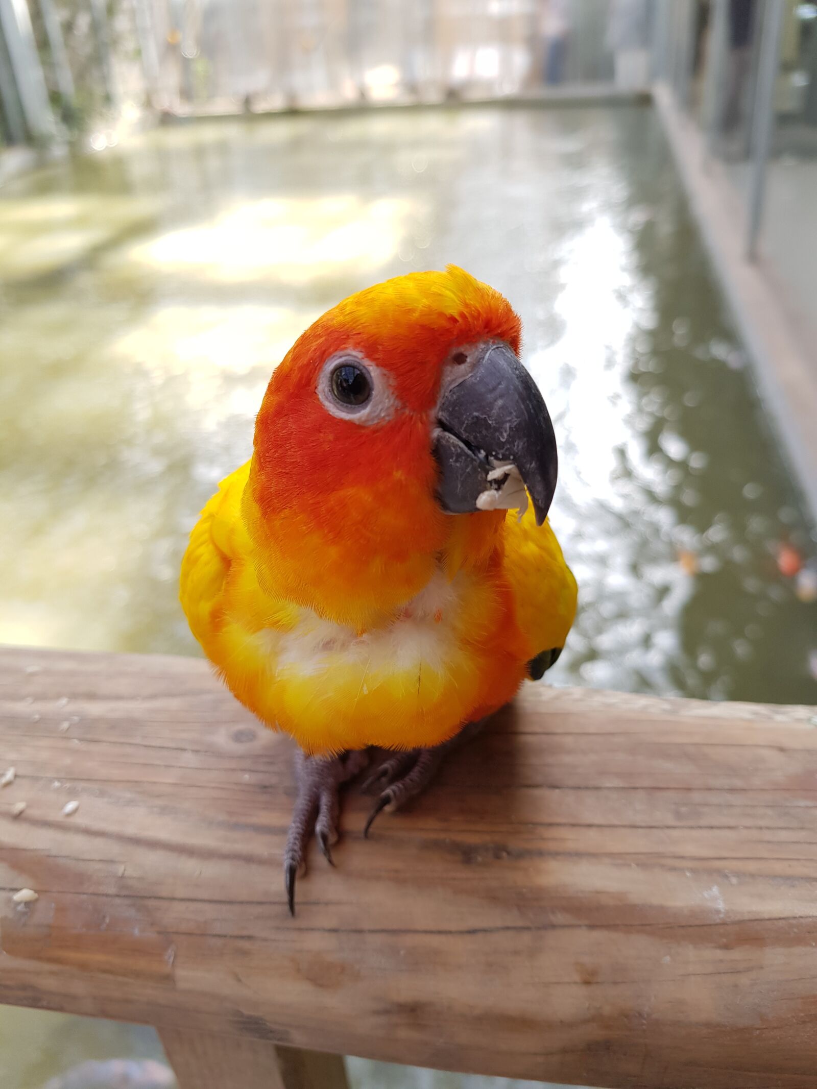 Samsung Galaxy S8 sample photo. Parrot, bird park, birds photography