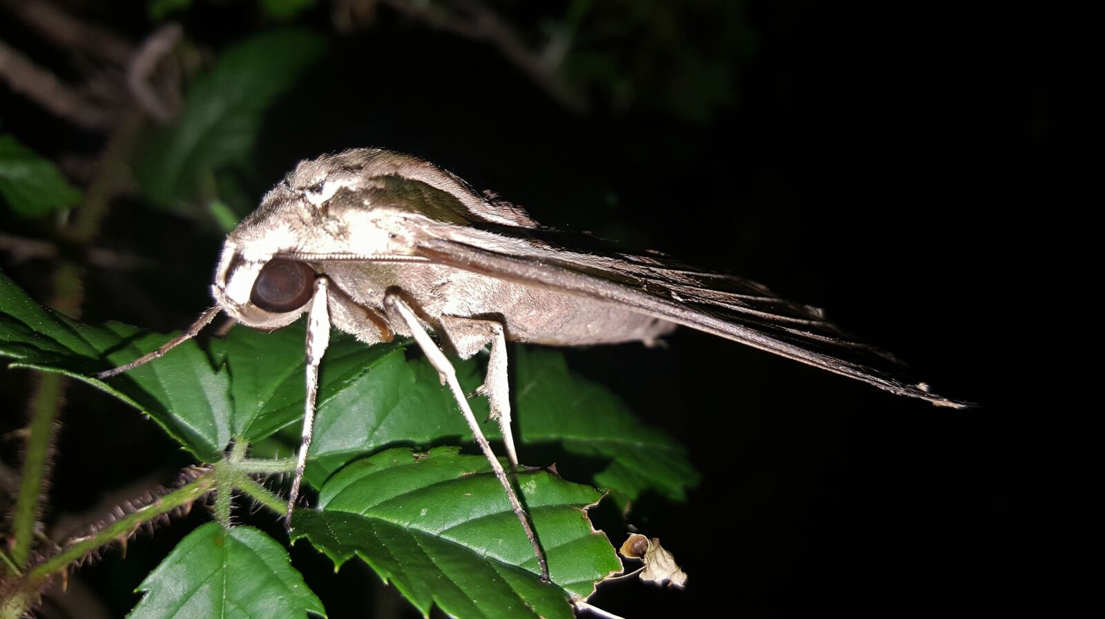 Samsung Galaxy Note5 sample photo. Moth, sphinx moth, banded photography