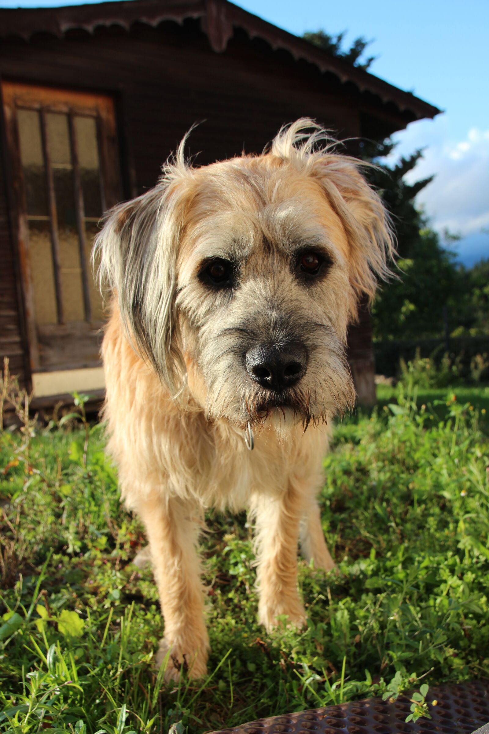 Canon EOS 600D (Rebel EOS T3i / EOS Kiss X5) sample photo. Dog, pet, hybrid photography