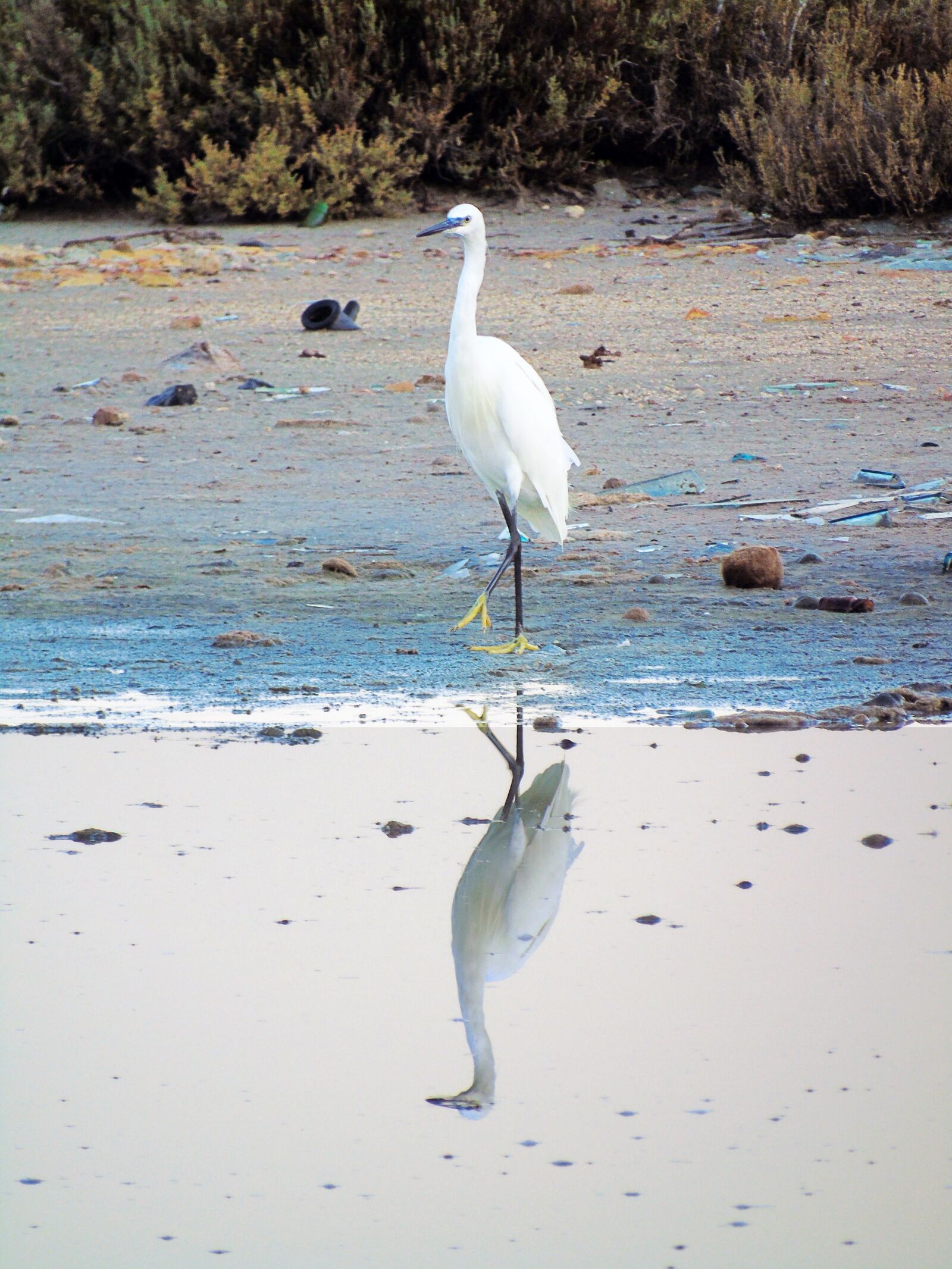 Sony Cyber-shot DSC-H400 sample photo. Bird, volatile, saline photography