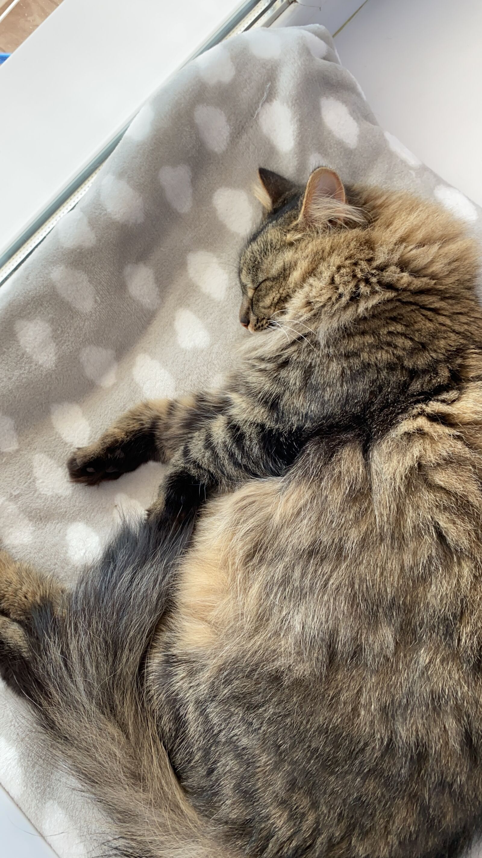 Apple iPhone 11 Pro Max sample photo. Cat, dream, kitten photography