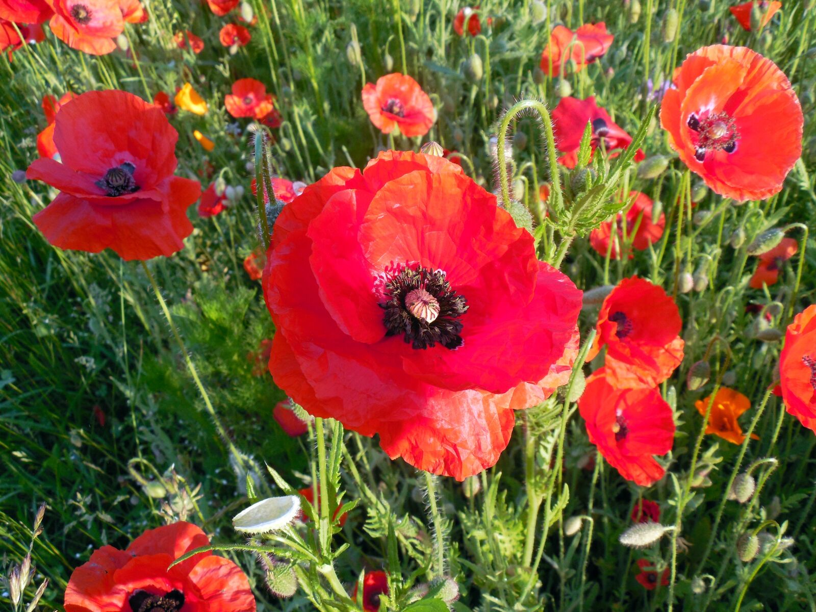 Nikon COOLPIX L620 sample photo. Poppy, papaver, poppy flower photography
