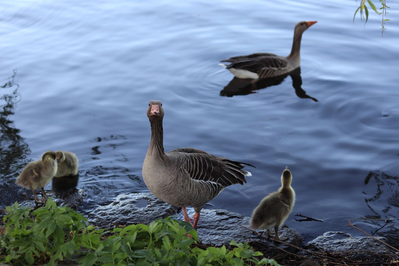 Canon EOS M50 (EOS Kiss M) sample photo. Geese, gray geese, geese photography