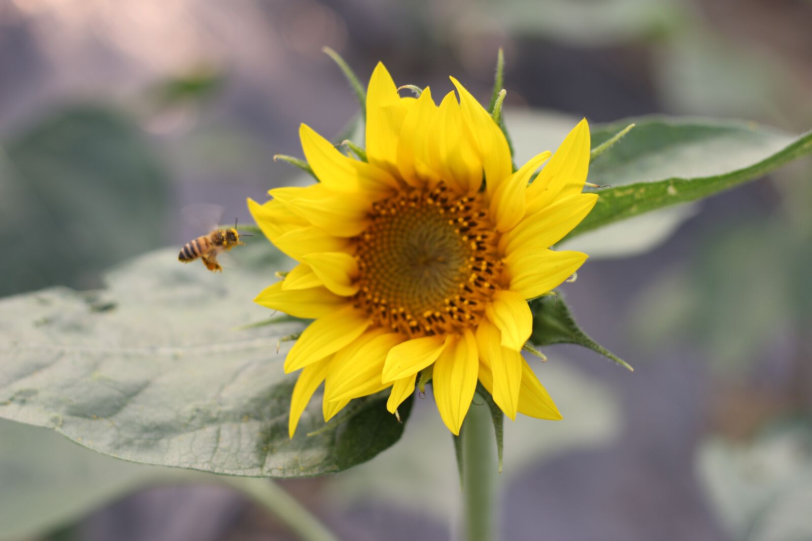 Canon EOS 100D (EOS Rebel SL1 / EOS Kiss X7) + Canon EF 50mm F1.8 STM sample photo. Sunflower, green, open country photography