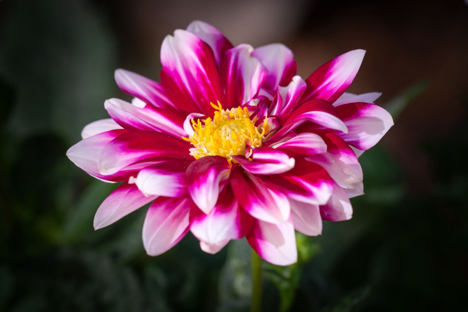 Nikon D7100 sample photo. Raghavendra, flower, garden photography