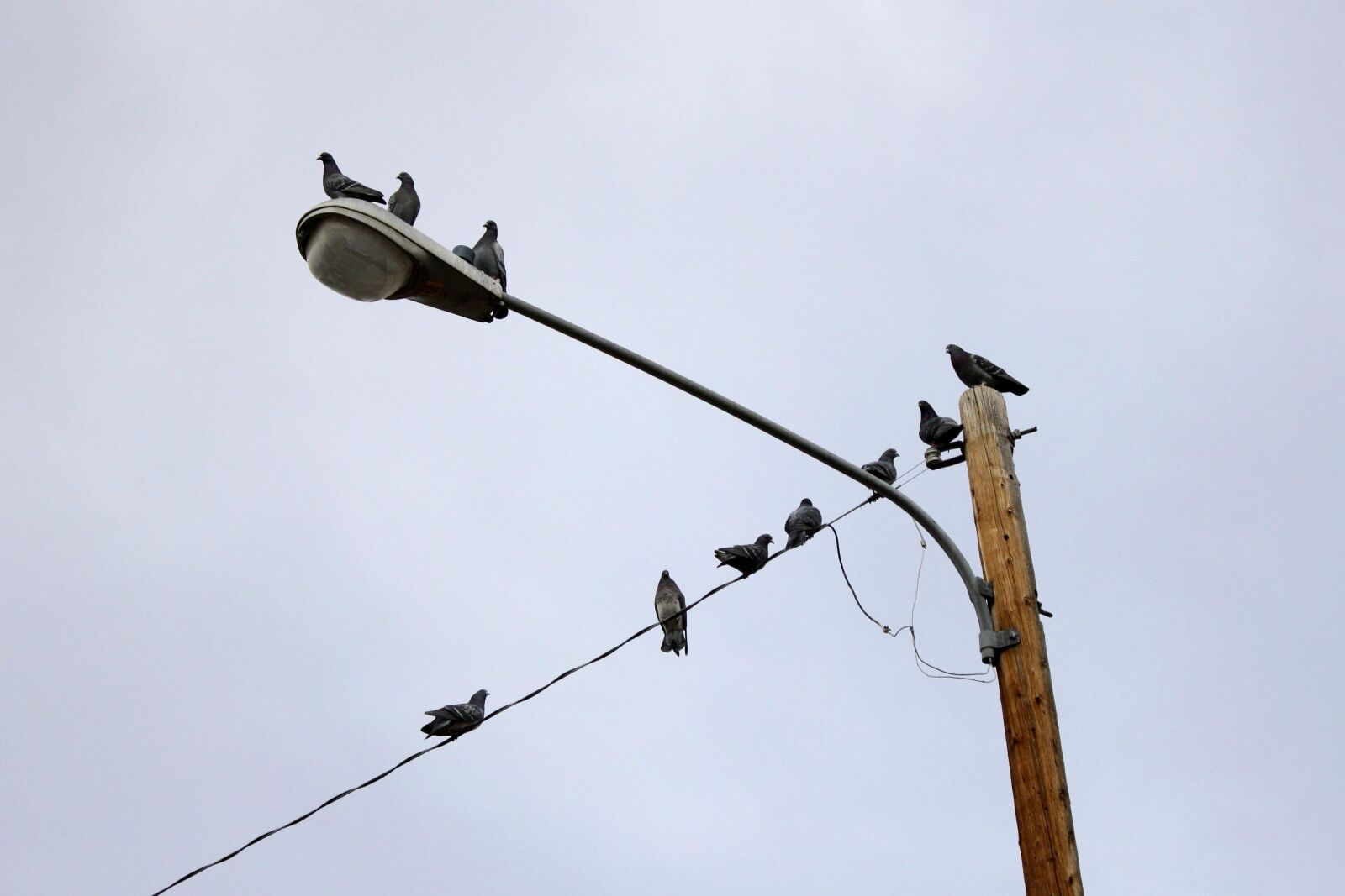 f/3.5-5.6 IS sample photo. Pigeons perched, street lamp photography