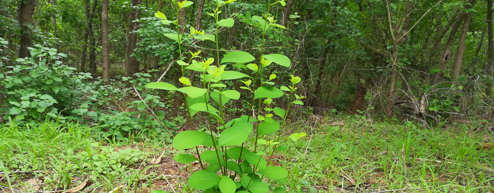 HUAWEI honor 6x sample photo. Forest, go, green photography