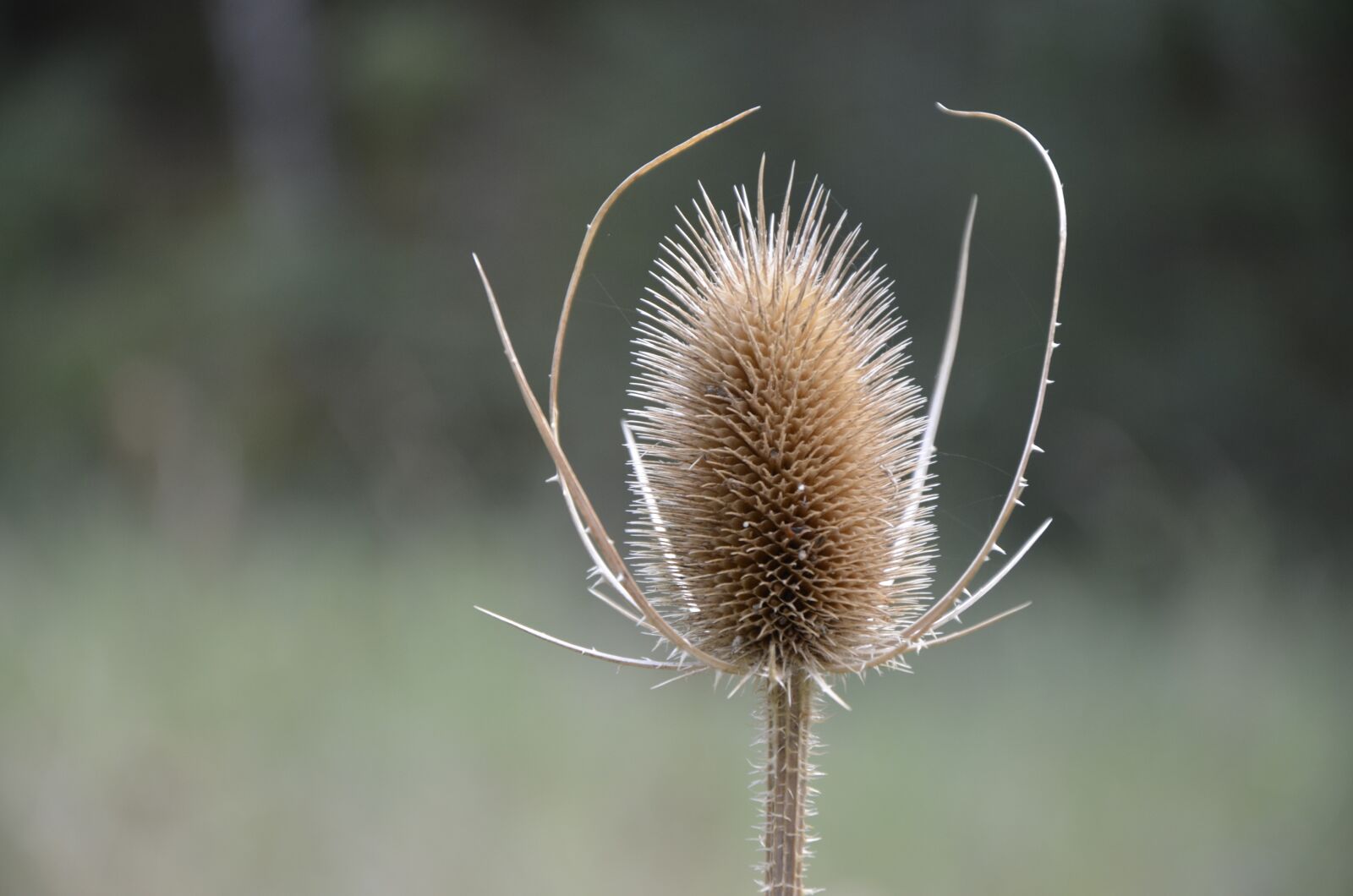 Nikon D5100 sample photo. Flower, sting, nature photography