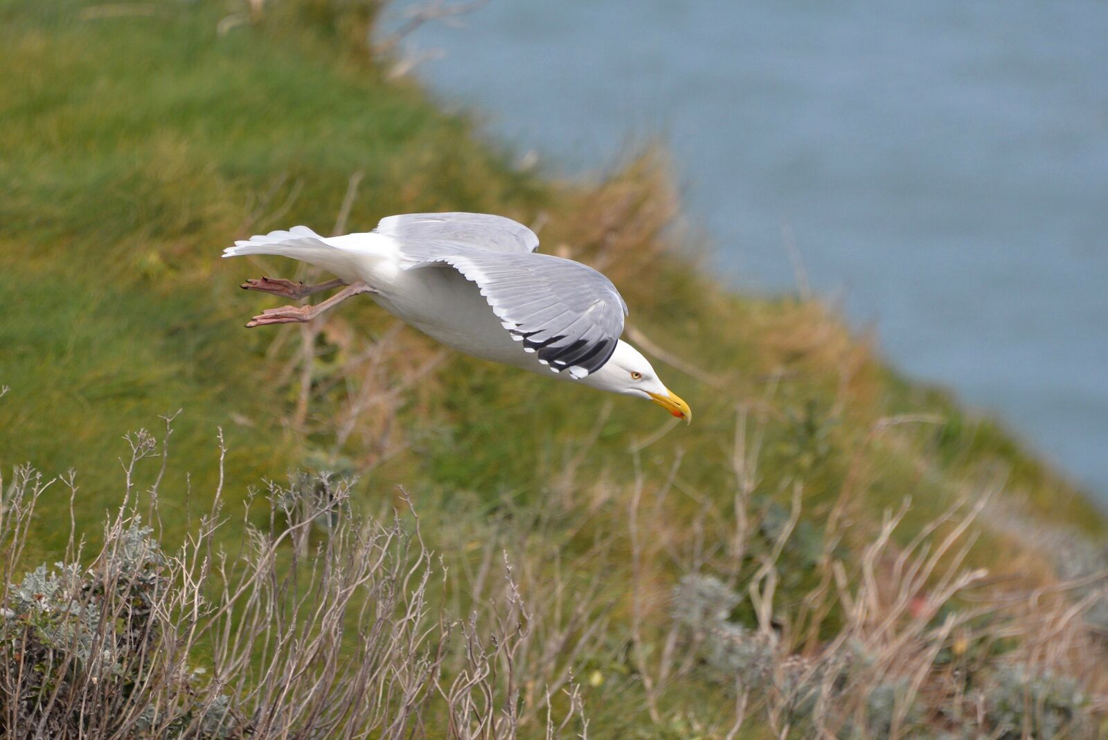 Nikon D610 sample photo. Gull, flight, sea photography