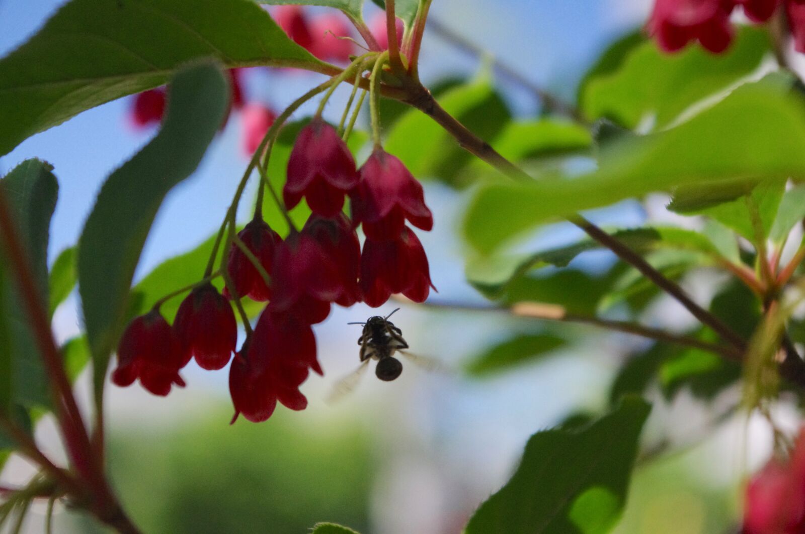 Pentax K-r sample photo. Bee, flying, insect photography
