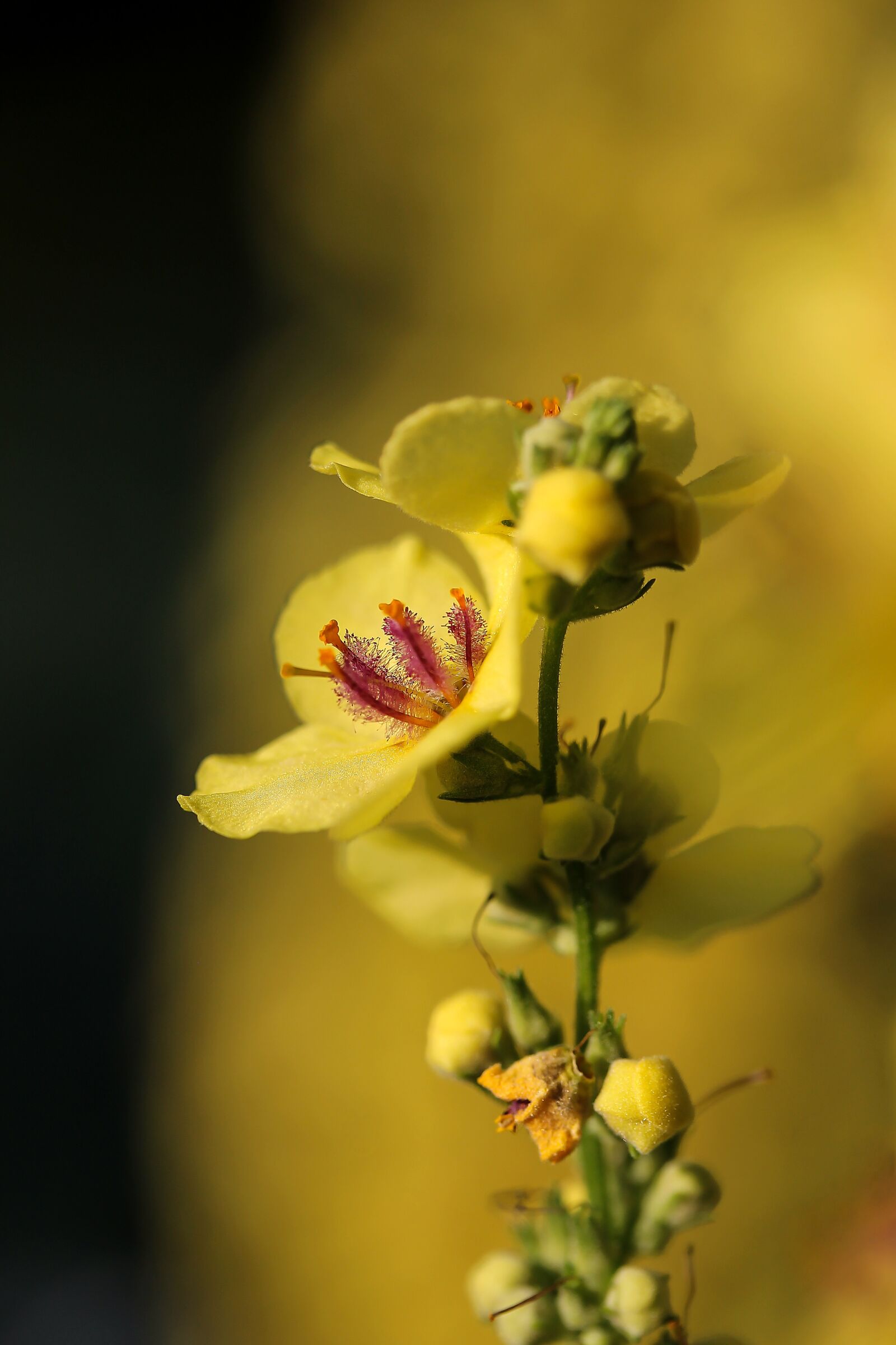 Canon EF-S 60mm F2.8 Macro USM sample photo. Flower, yellow flower, mullein photography
