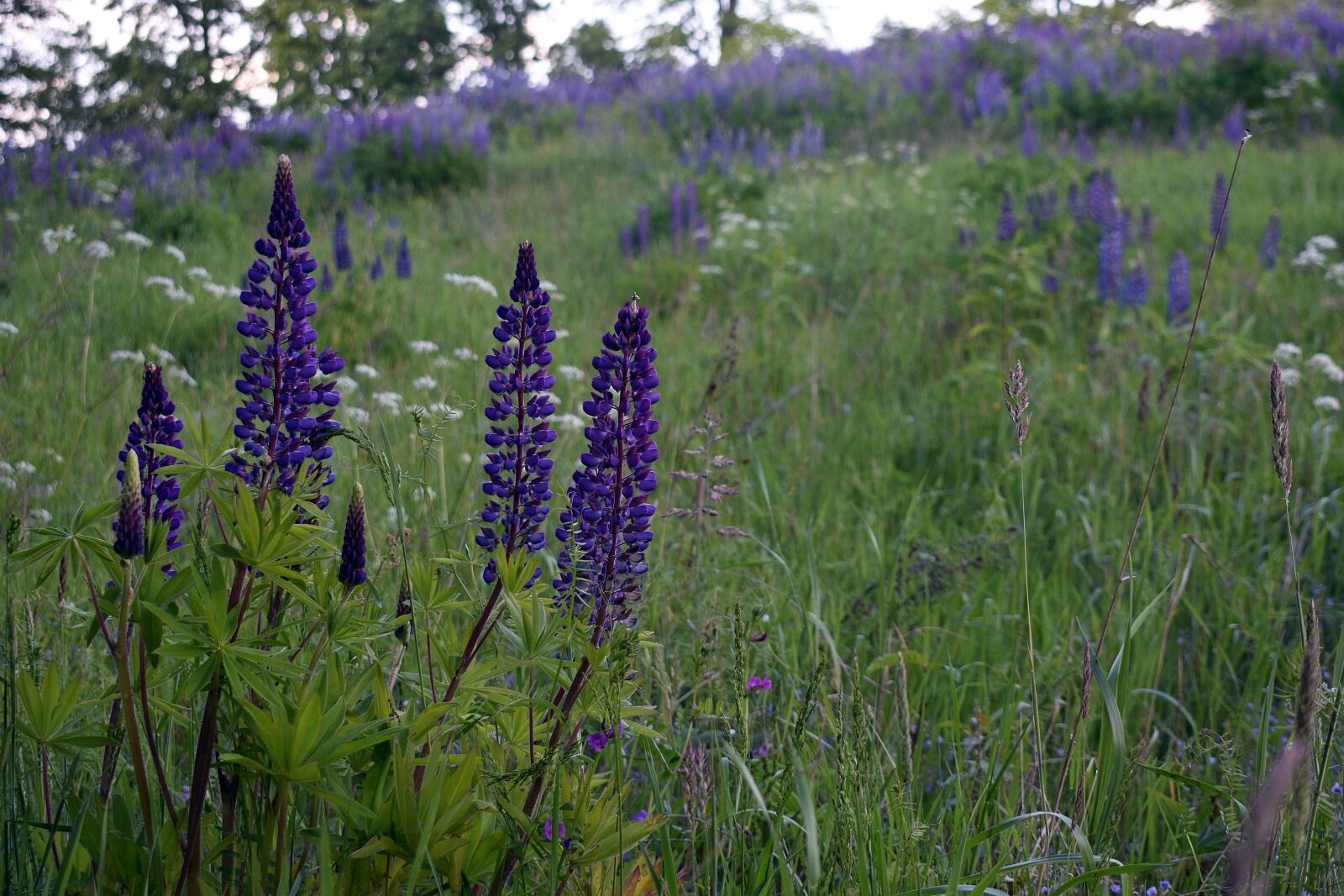 Nikon D3400 sample photo. Lupine, field, meadow photography