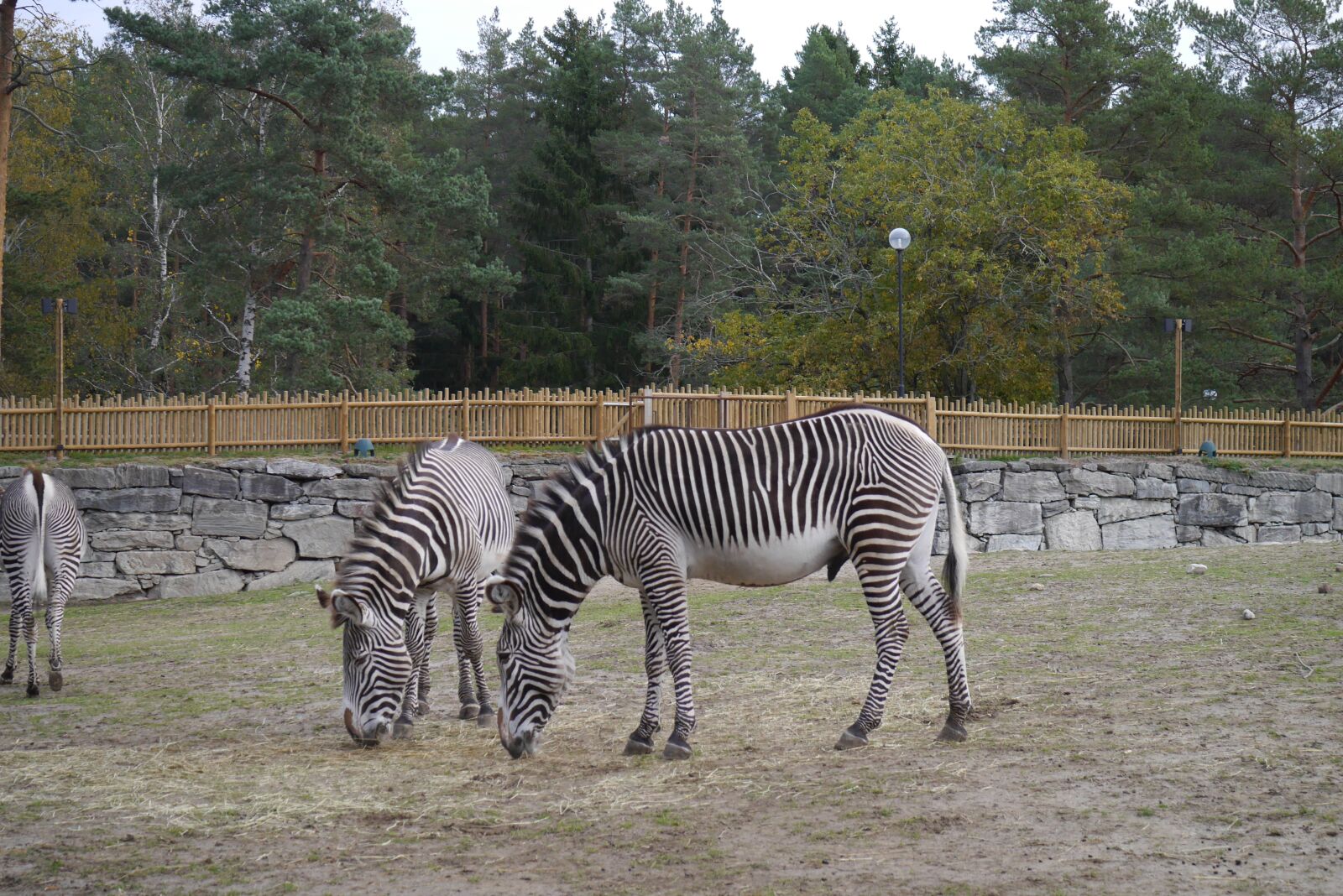 Panasonic Lumix DMC-GF6 sample photo. Zebra, park, safari photography