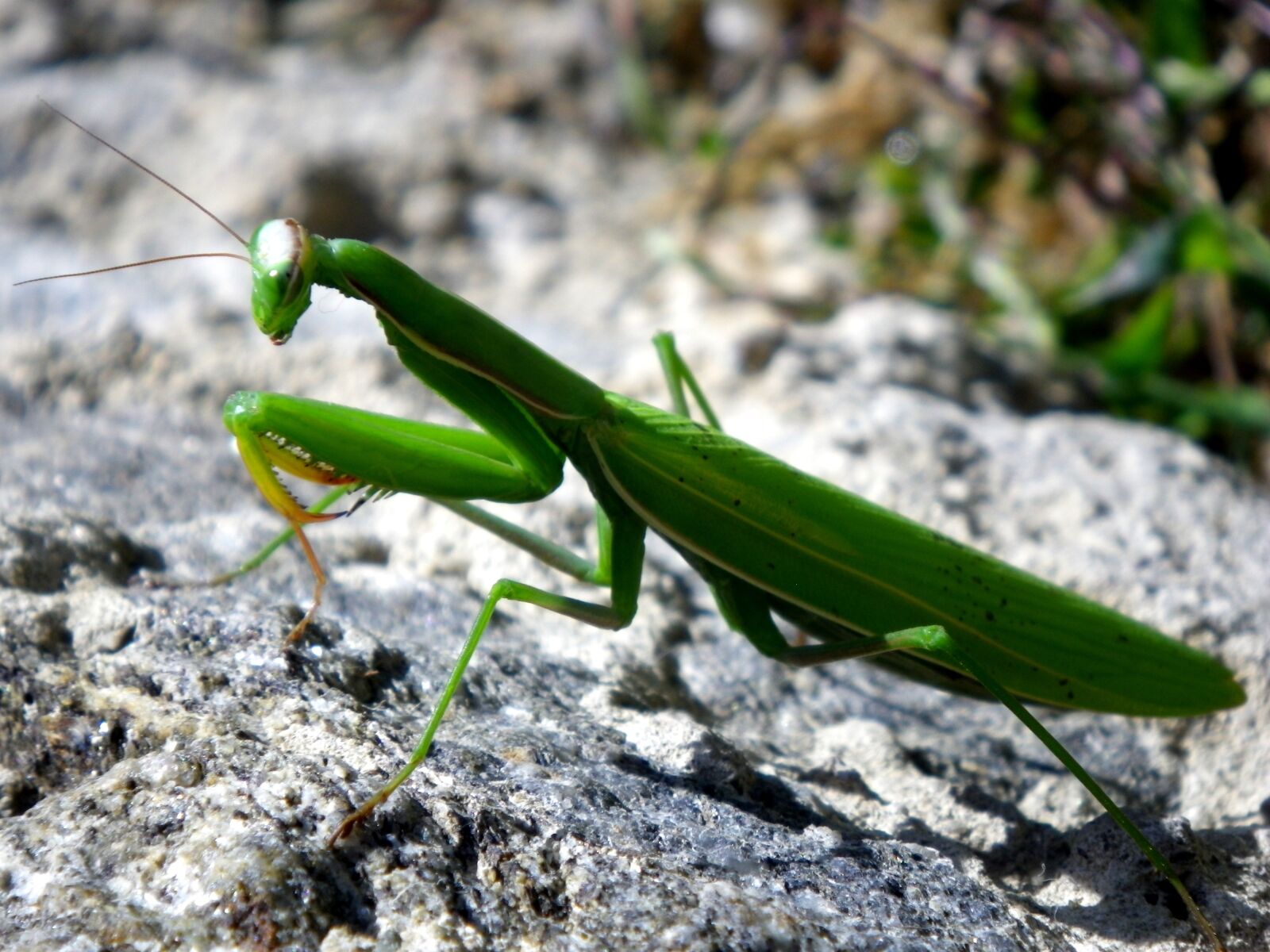 Pentax Optio W90 sample photo. Praying mantis, mantodea, close photography