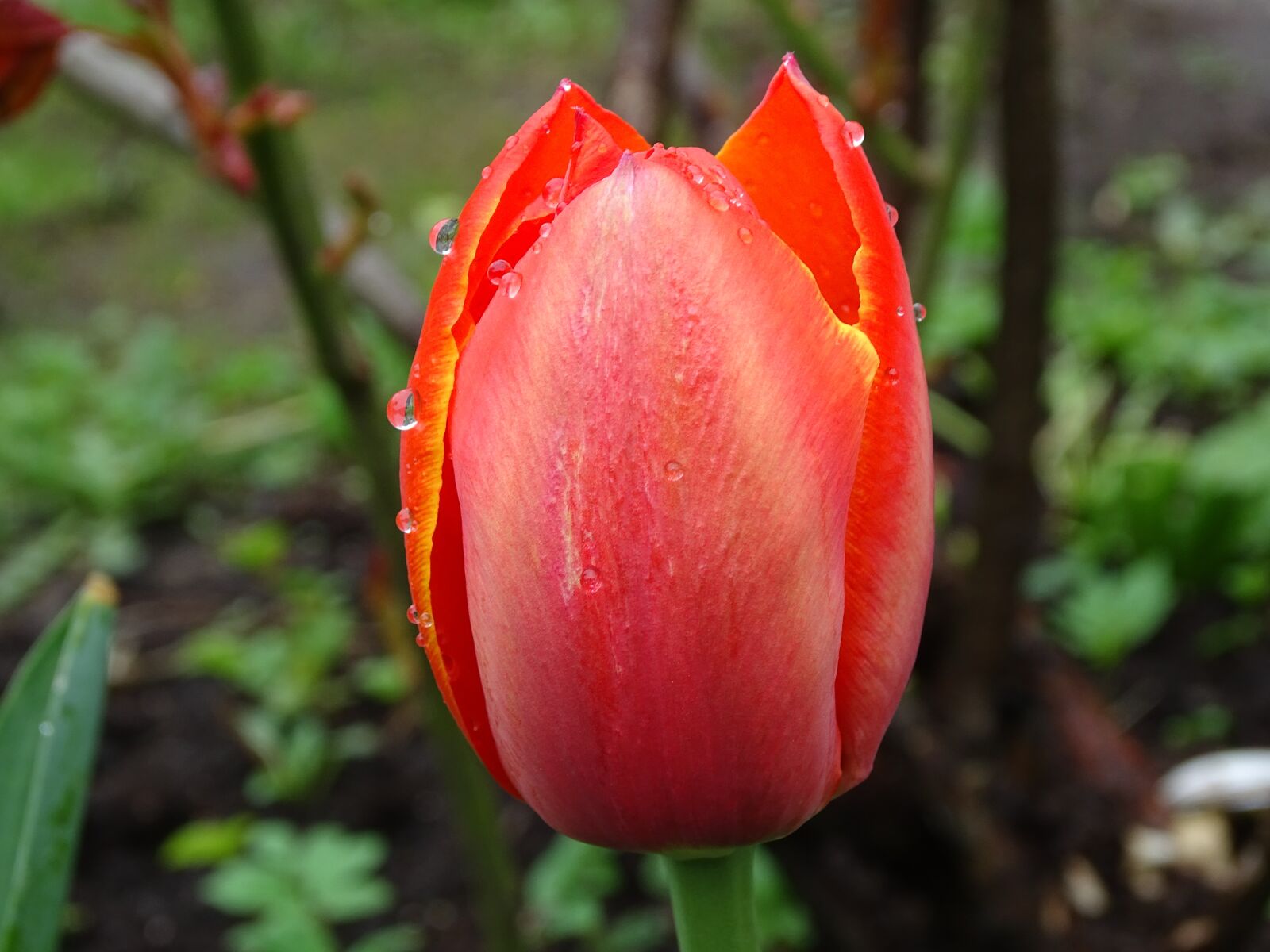 Sony Cyber-shot DSC-HX400V sample photo. Nature, flower, tulip photography