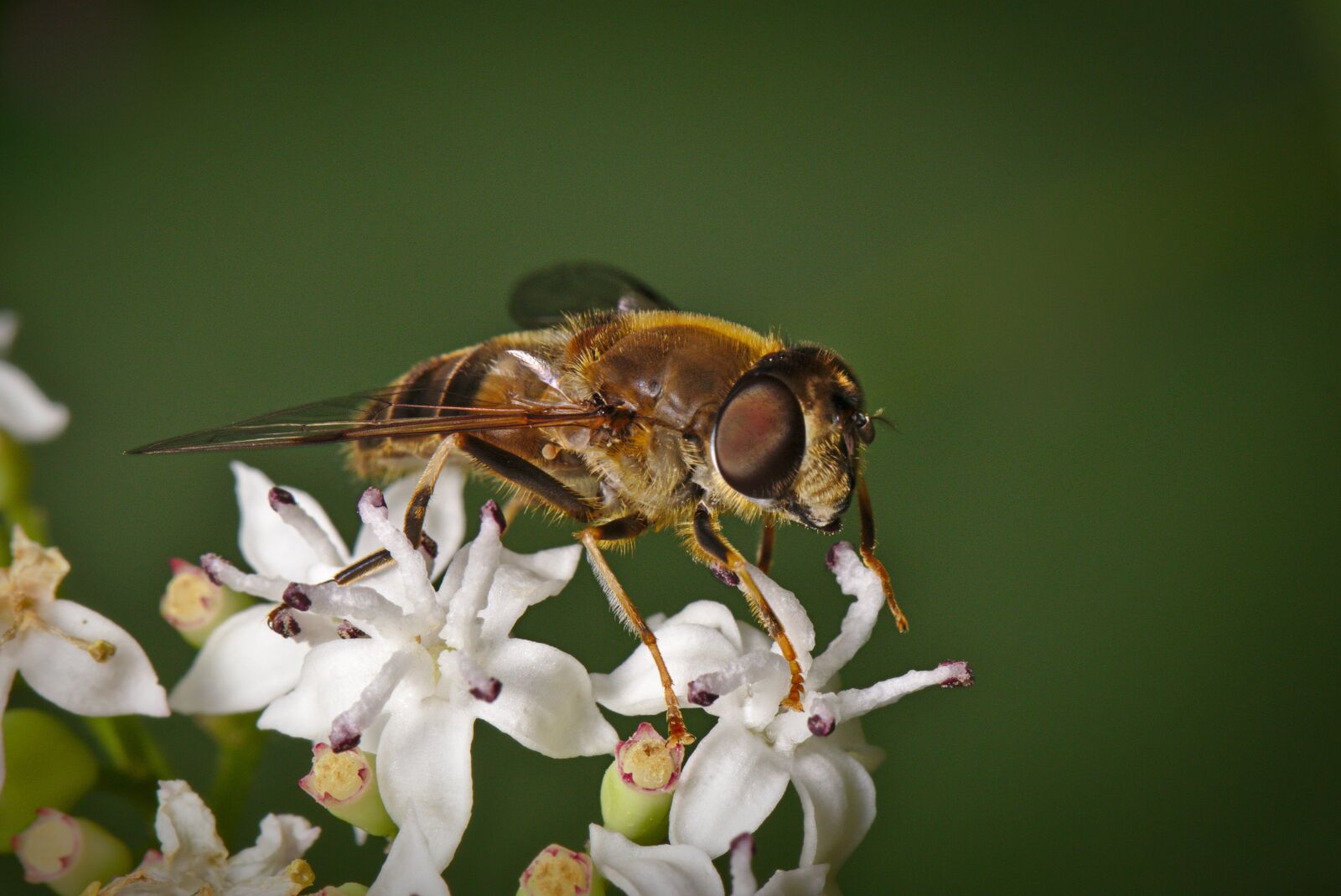 Canon EOS M5 sample photo. Fly, sheep sheaf, summer photography