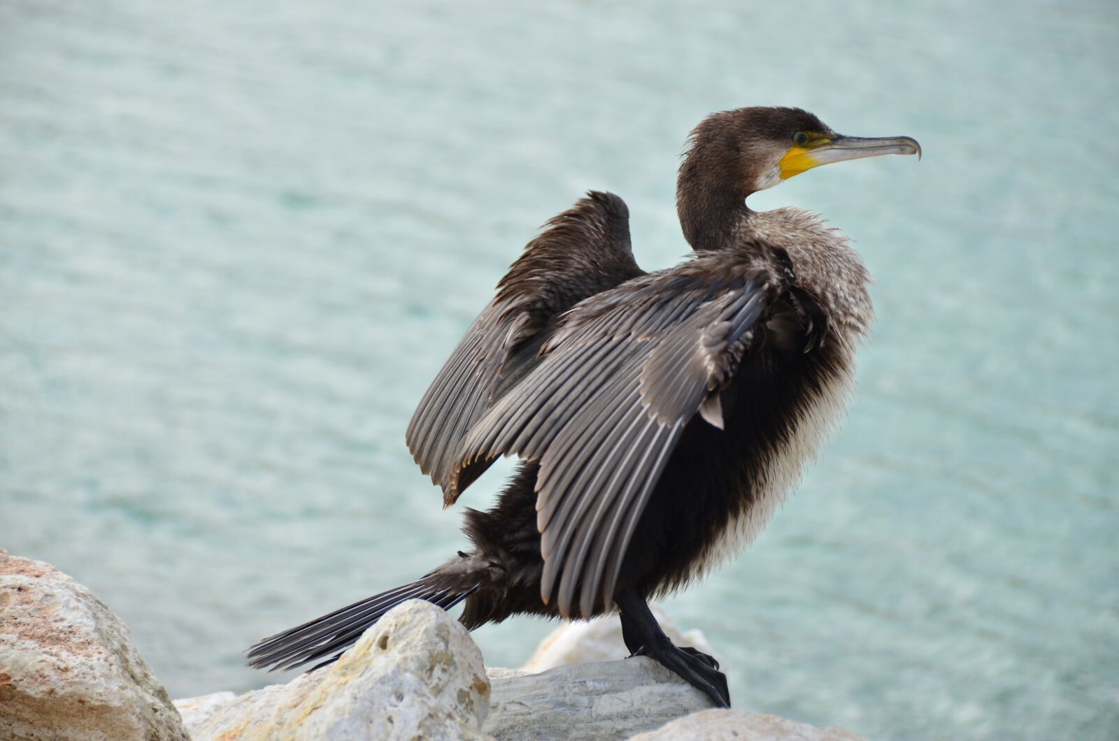 Nikon D7000 sample photo. Kerguelen shag, cormorant, sea photography