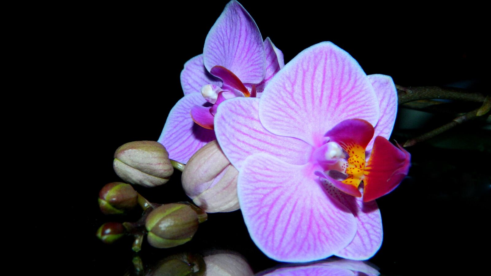 Nikon Coolpix L120 sample photo. Orchidea, purple, flower photography