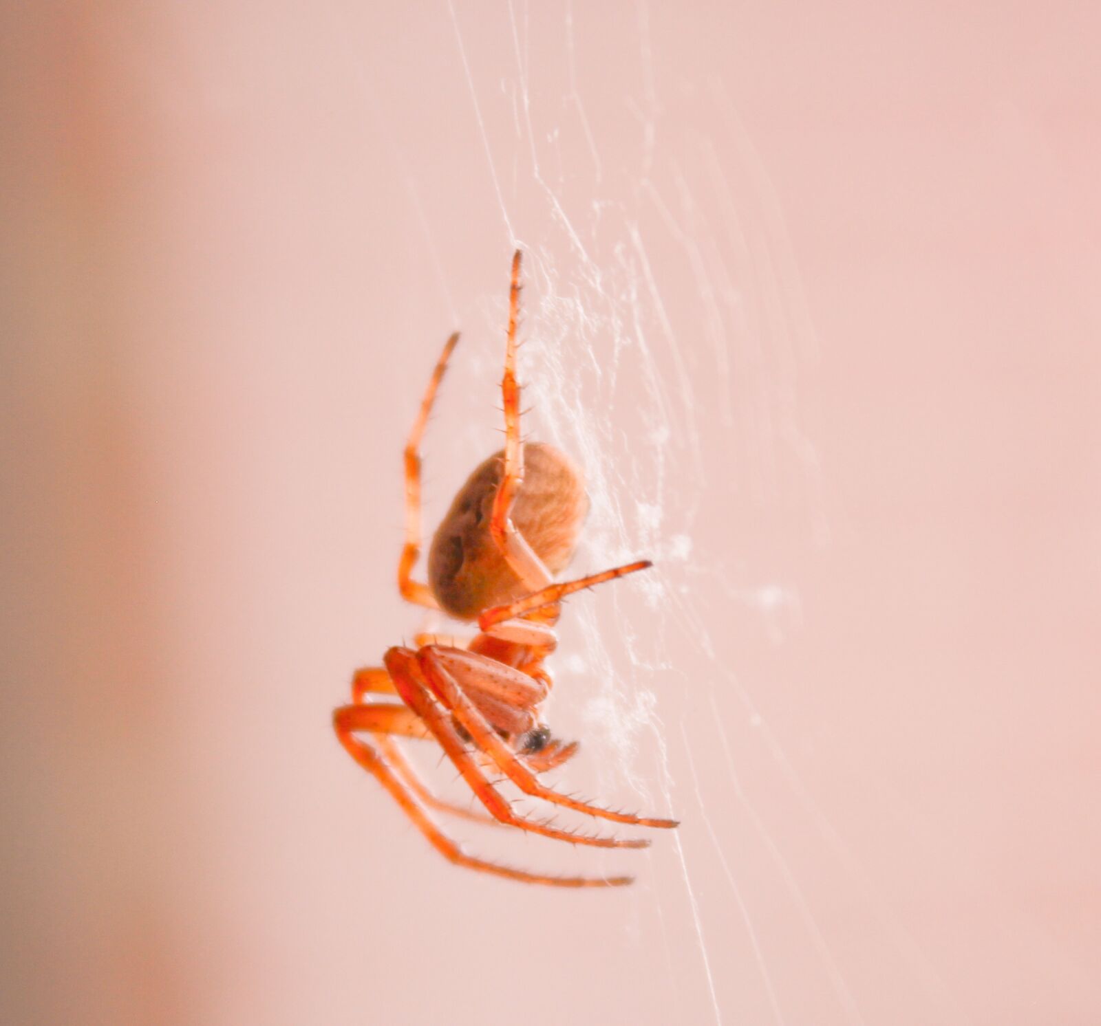 Canon EOS 700D (EOS Rebel T5i / EOS Kiss X7i) + Canon EF-S 18-55mm F3.5-5.6 IS sample photo. Spider, insect, web photography