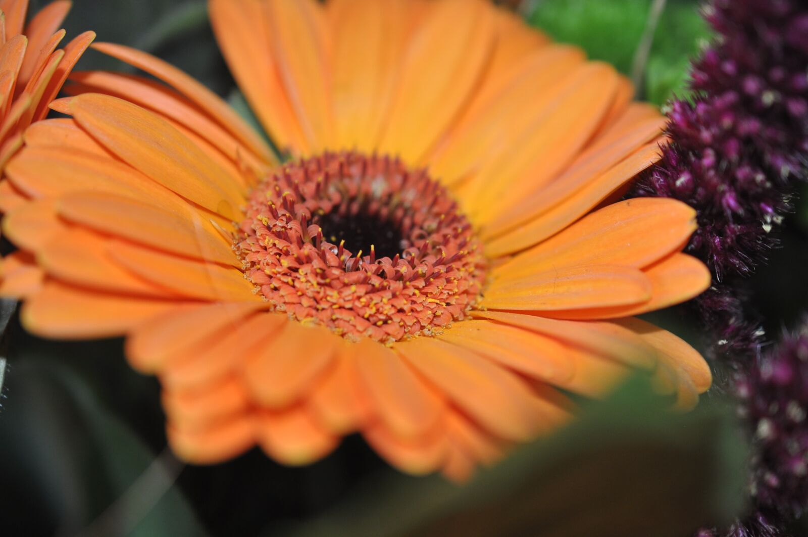 Nikon D90 sample photo. Yellow, nature, blossom photography