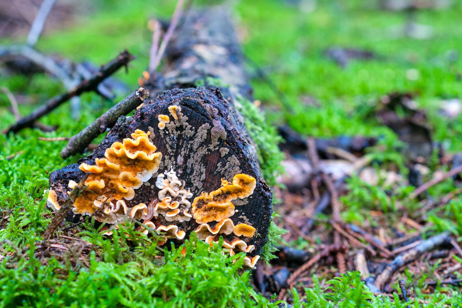 Nikon D300S sample photo. Mushroom, forest, autumn photography