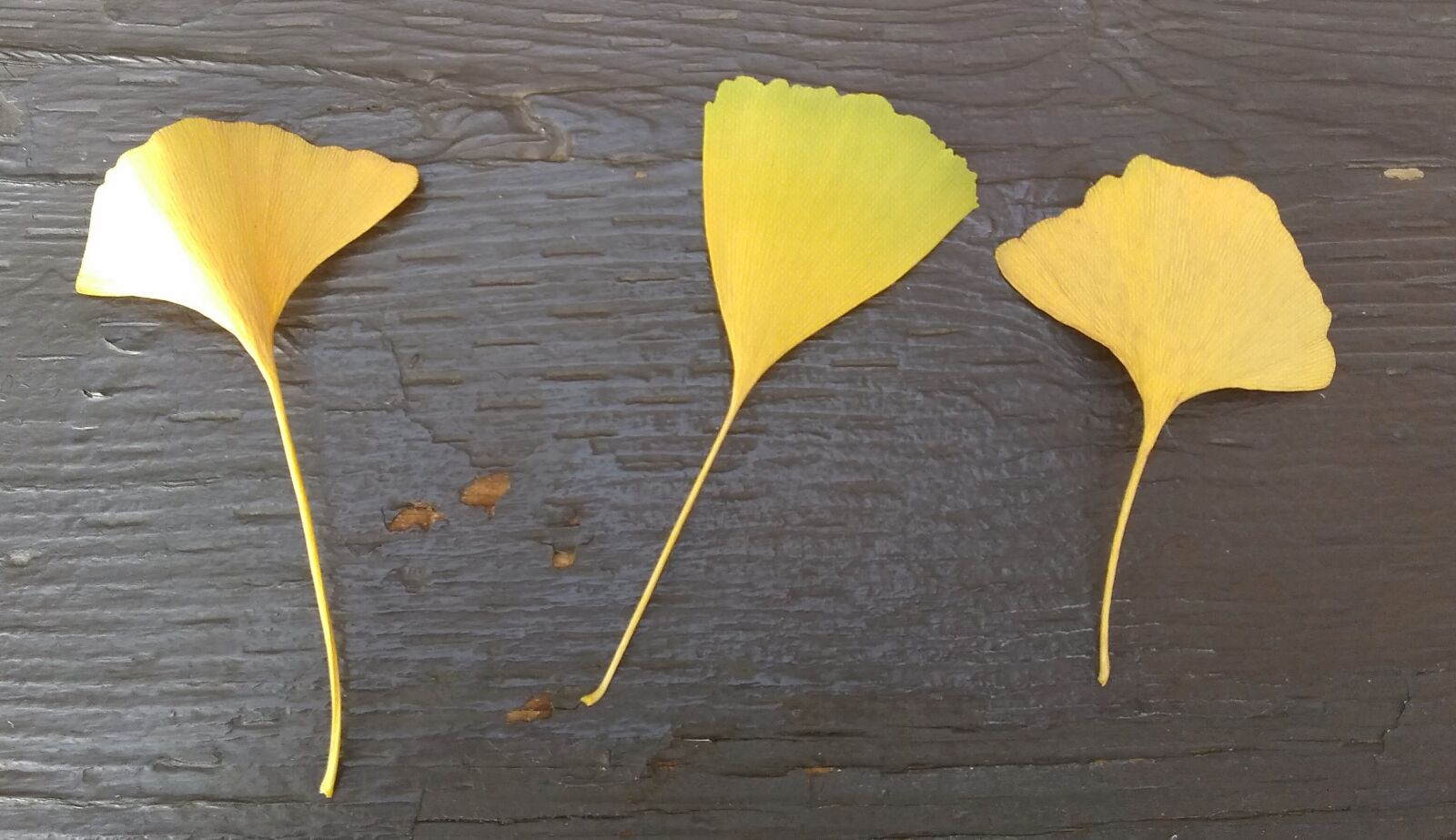 QCOM-AA QCAM-AA sample photo. Gingko, leaves, autumn photography