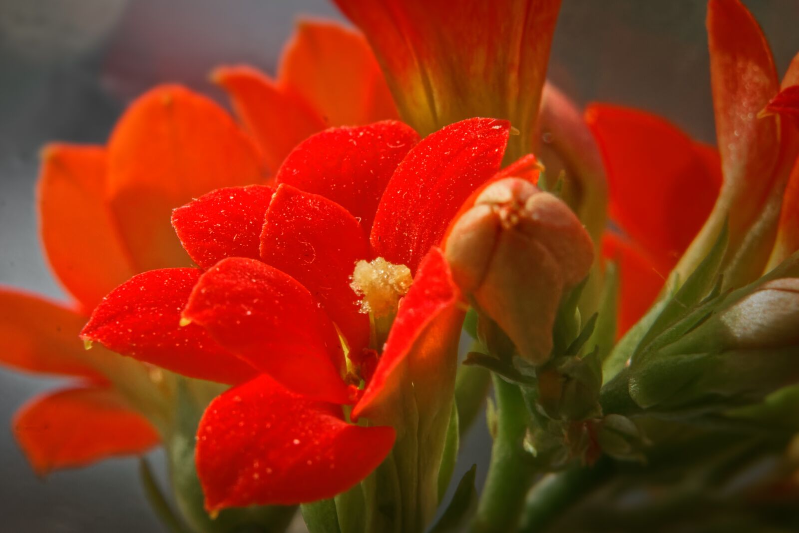 Canon EOS 500D (EOS Rebel T1i / EOS Kiss X3) sample photo. Nature, flowers, flower photography