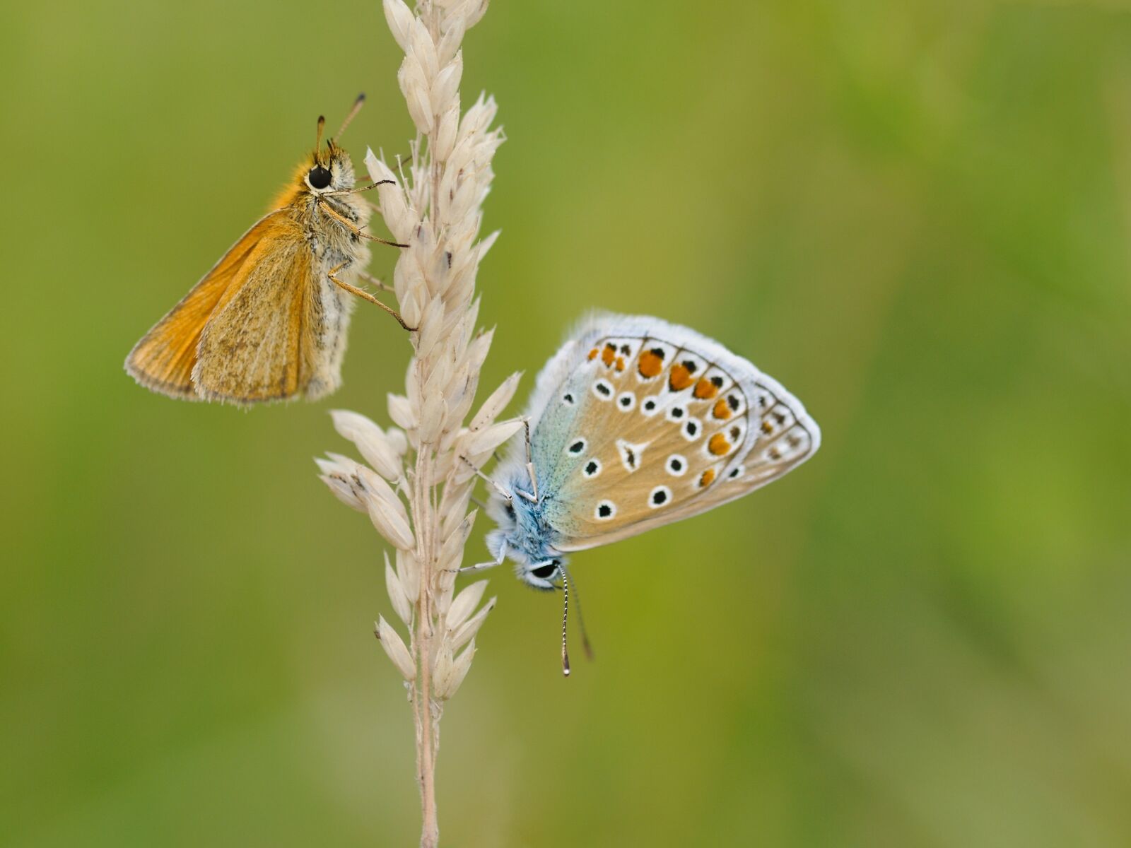 Nikon D300 sample photo. Butterfly, insect, macro photography