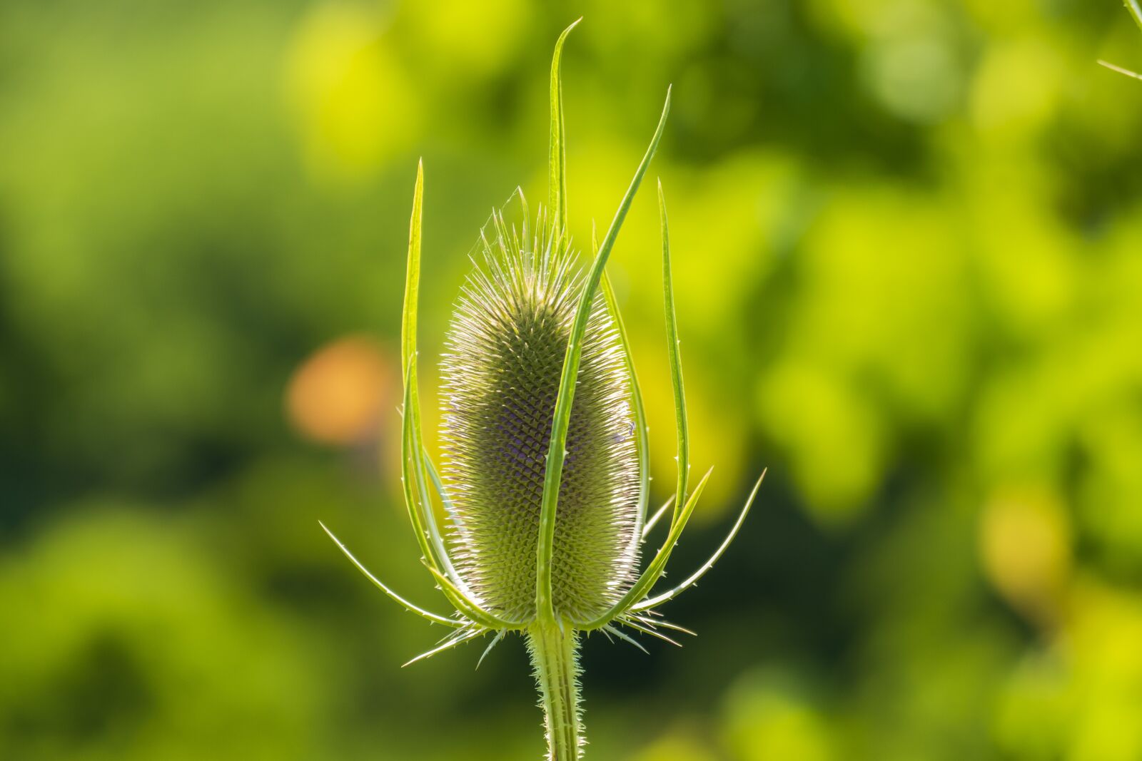 Panasonic Lumix DMC-FZ1000 sample photo. Thistle, plant, botany photography