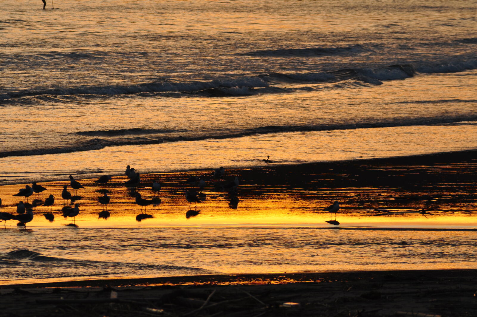 Nikon D90 sample photo. Birds, in, the, sunset photography