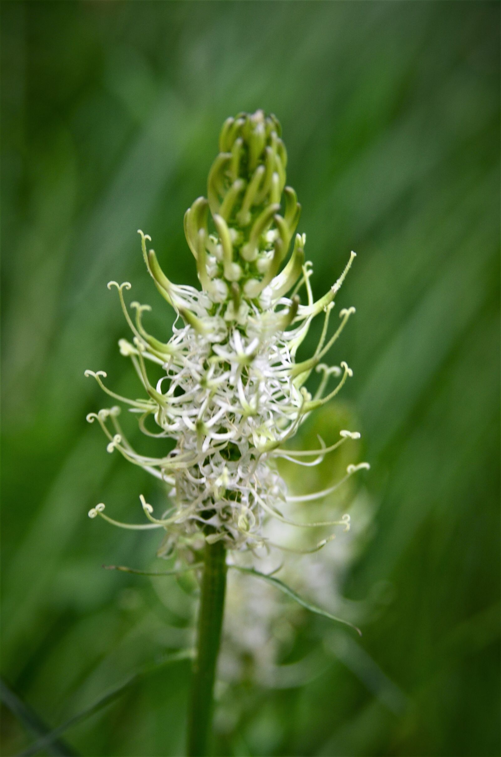 Nikon D7000 sample photo. Phyteuma spicatum, white devil's photography