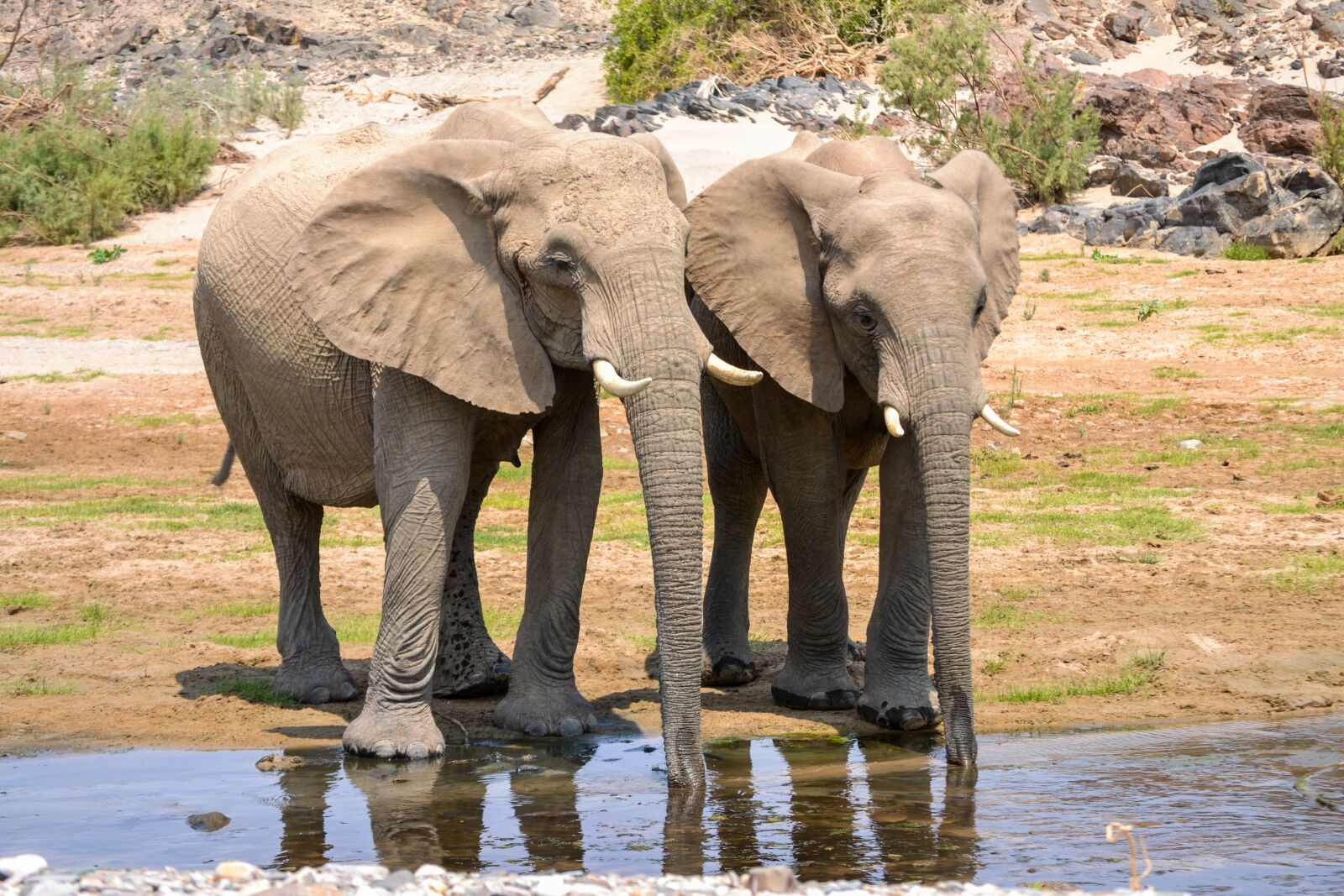 Nikon D3100 sample photo. Elephant, water, dessert photography