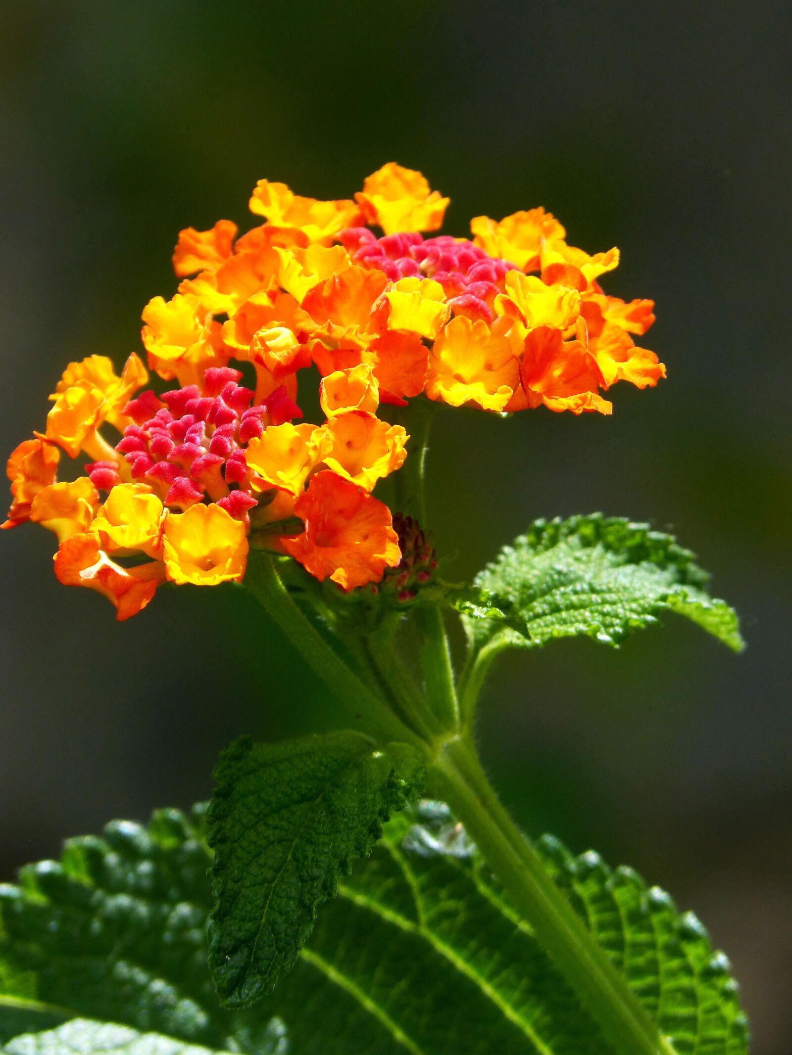 Panasonic DMC-FZ62 sample photo. Lantana, flower, beauty photography