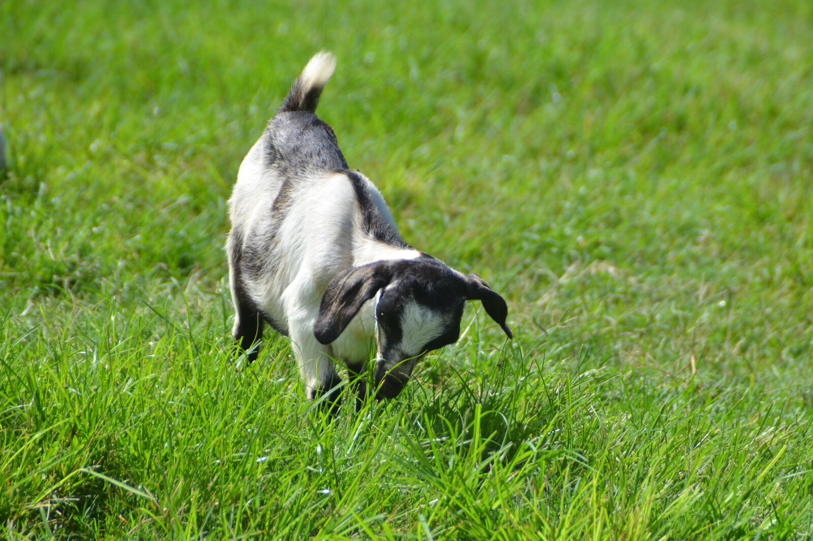 Nikon D7000 sample photo. Wild, wildlife, kid-goat photography