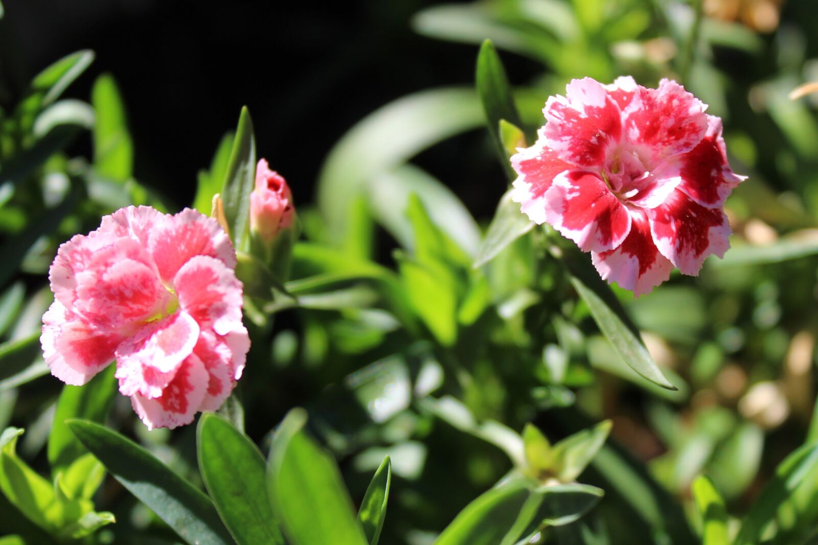 Canon EOS 1300D (EOS Rebel T6 / EOS Kiss X80) sample photo. Flower, pink, blossom photography