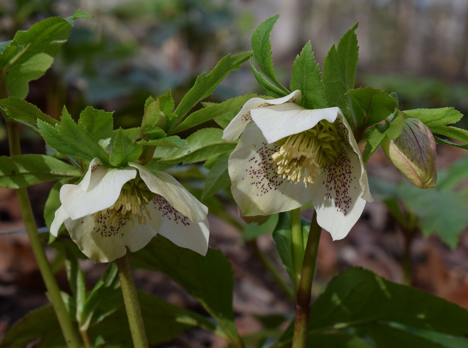 Nikon D3300 sample photo. White hellebore, white lenten photography
