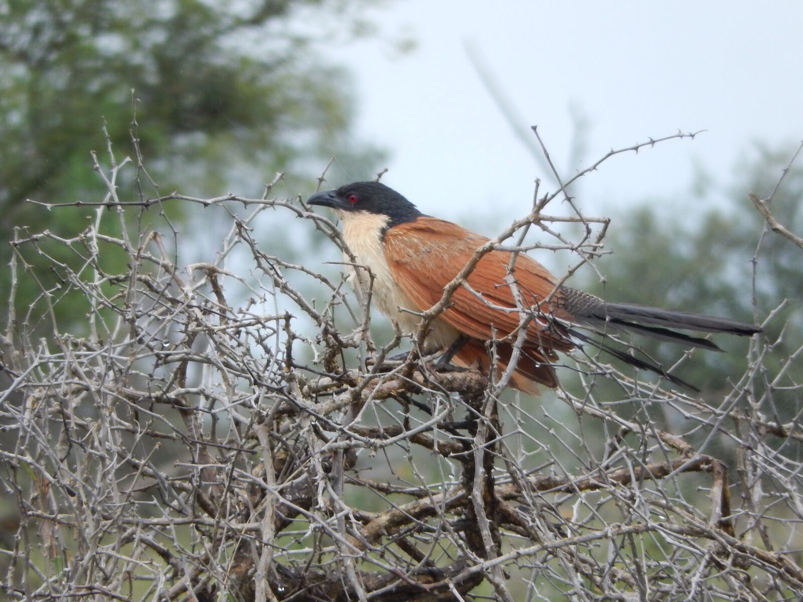 Nikon Coolpix S9500 sample photo. Bird, bush, coucal photography