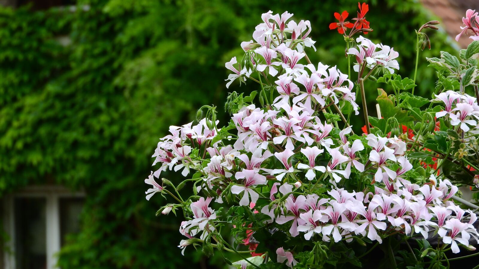 Nikon Coolpix P610 sample photo. Geraniums, balcony flowers, blooming photography