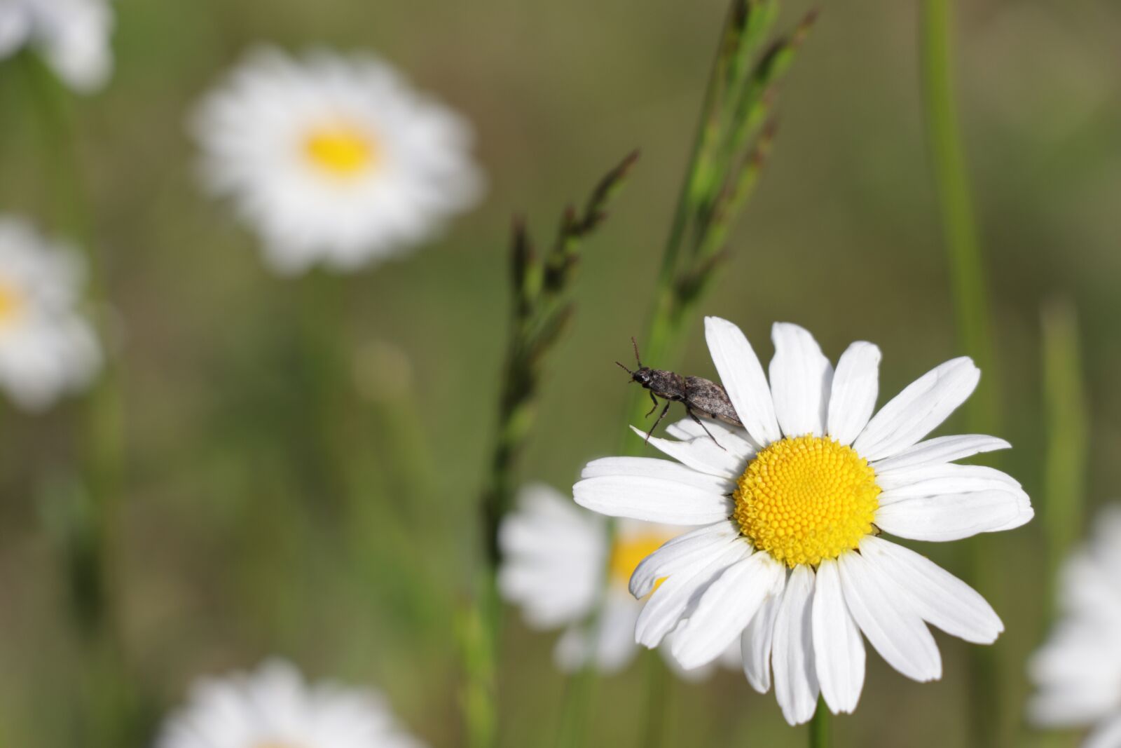 Canon EOS 77D (EOS 9000D / EOS 770D) sample photo. Flower, beetle, brown photography