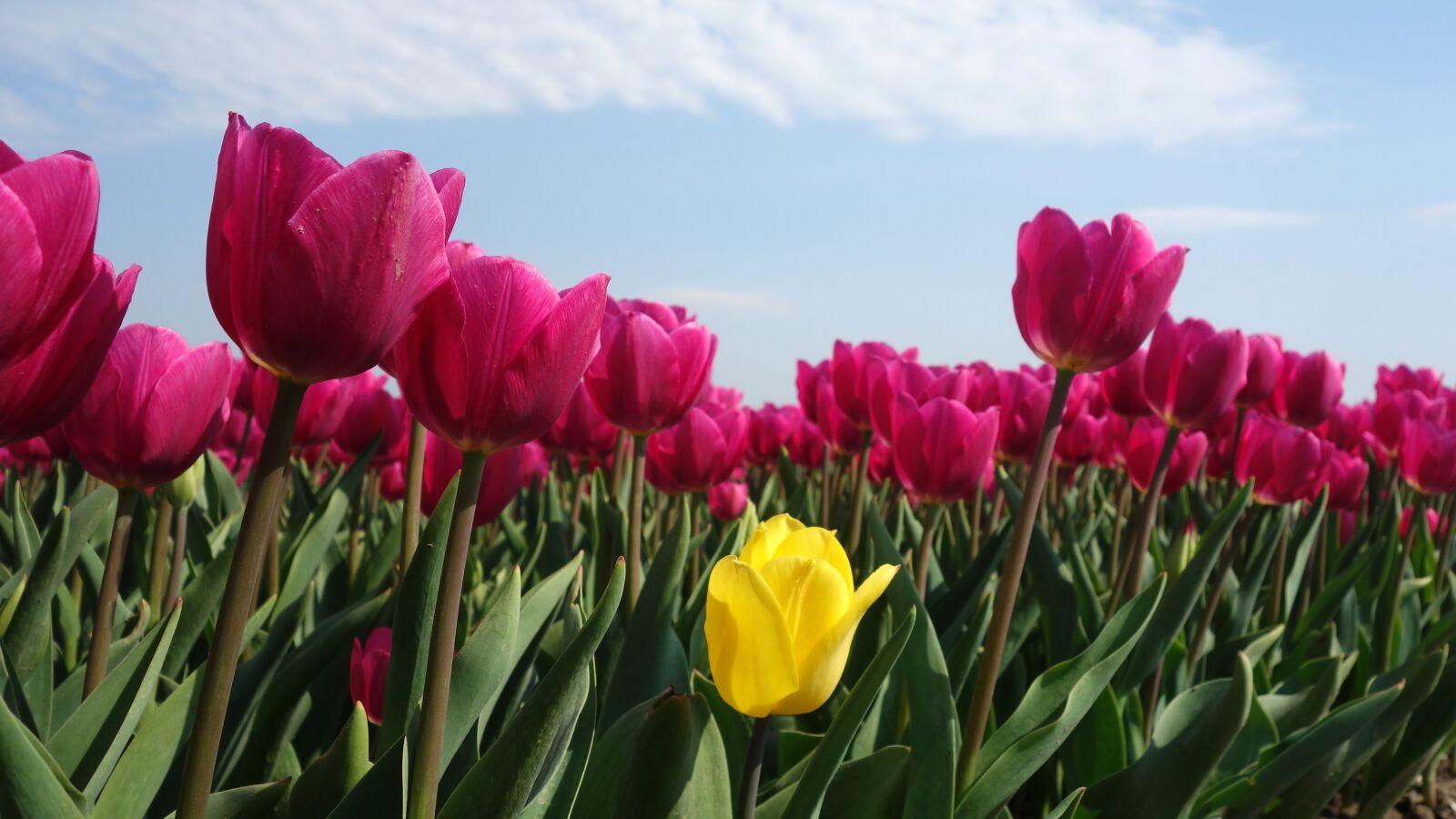 Sony Cyber-shot DSC-RX100 sample photo. Tulips, bulbs, tulip photography