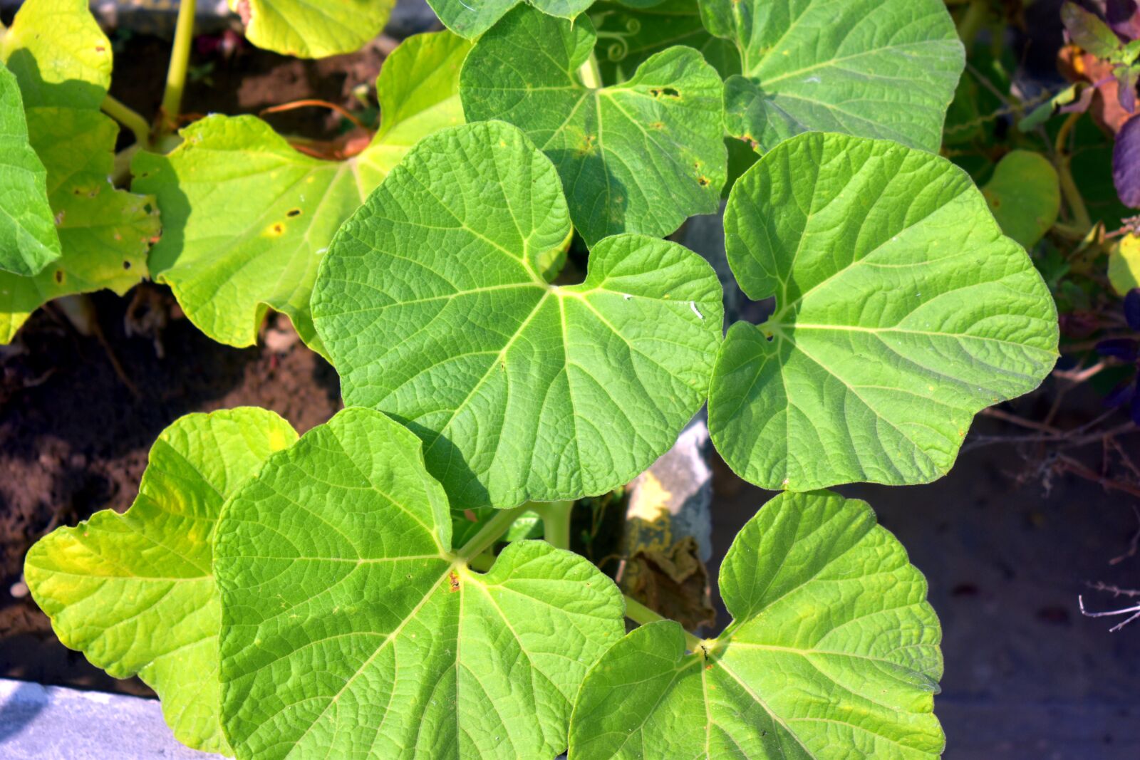 Nikon D5600 sample photo. Bottle gourd leaves, green photography