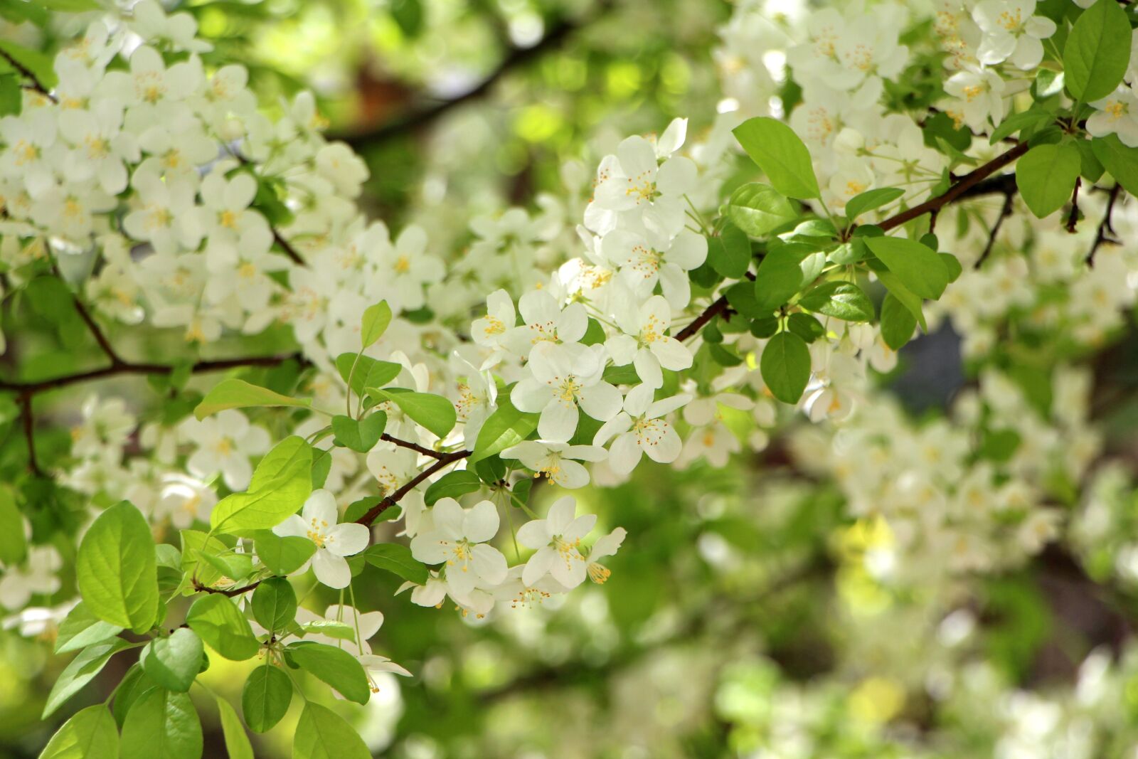 Canon EOS 650D (EOS Rebel T4i / EOS Kiss X6i) sample photo. Wood, flowers, spring photography