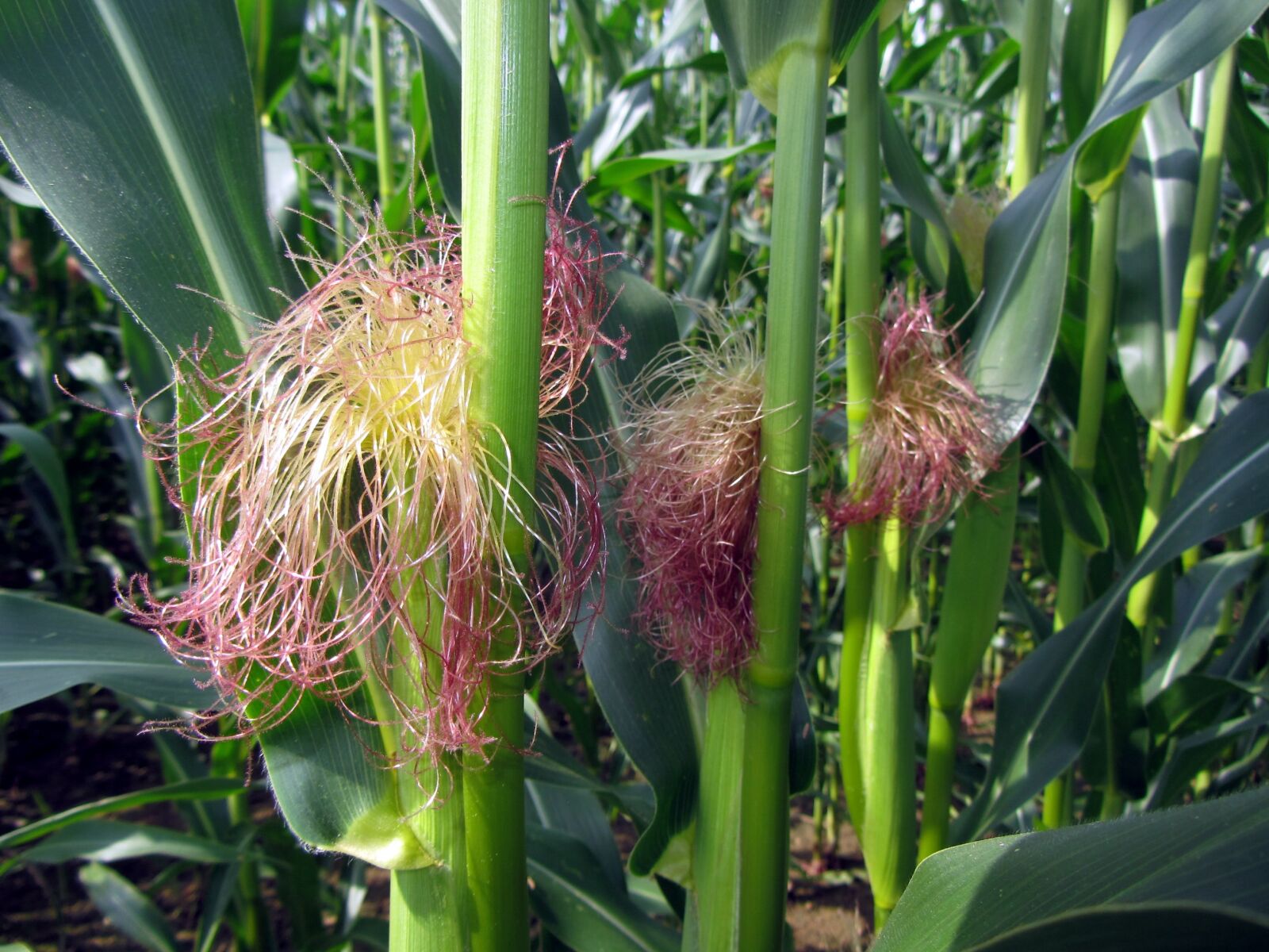 Canon PowerShot SX220 HS sample photo. Cornfield, corn on the photography
