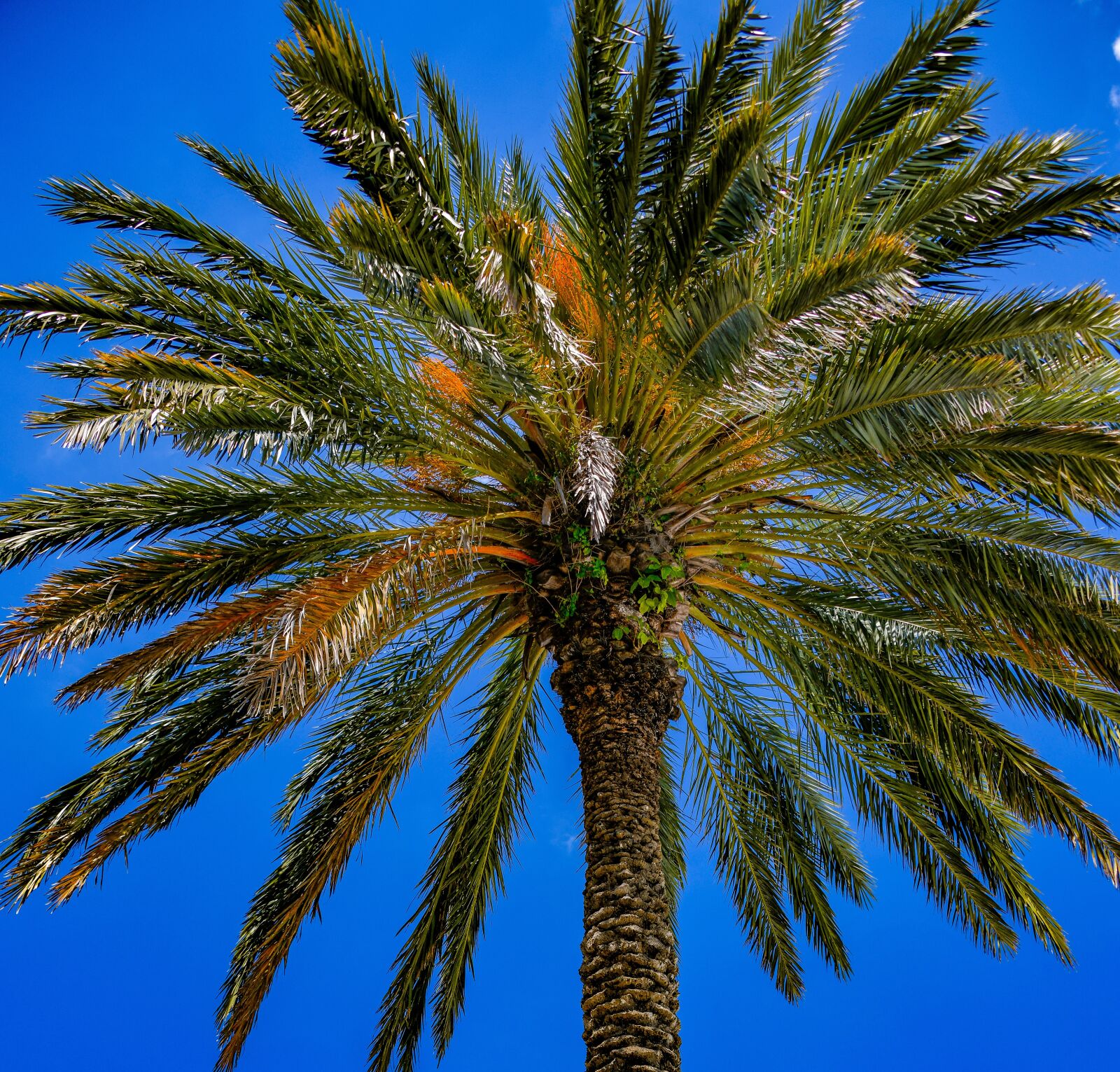 Nikon D850 sample photo. Palm, tree, coast photography