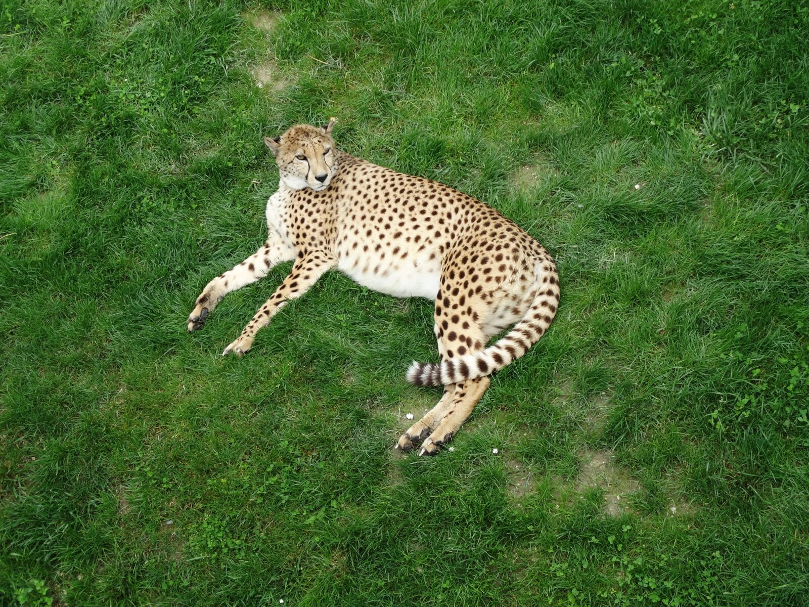 Sony Cyber-shot DSC-HX300 sample photo. Leopard, panthera pardus, zoo photography