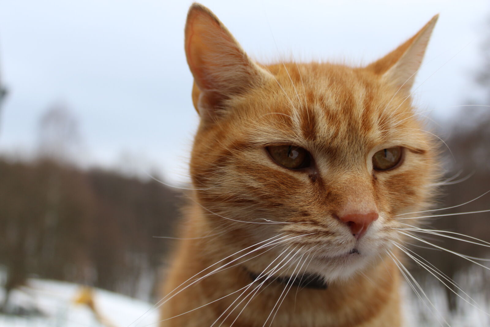 Canon EOS 1300D (EOS Rebel T6 / EOS Kiss X80) sample photo. Cat photography