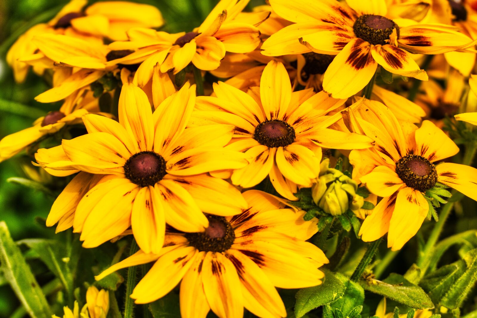 Nikon D5300 sample photo. Flowers, yellow, federal government photography